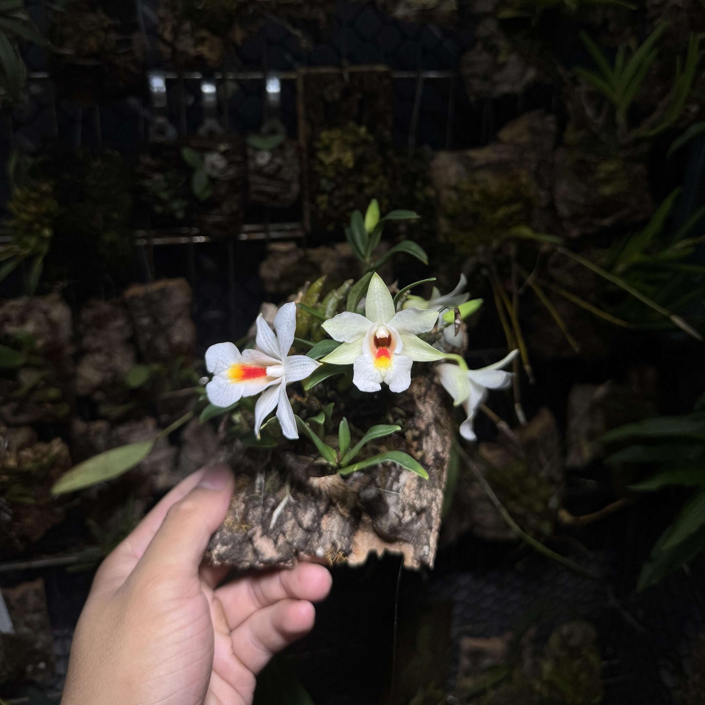 Dendrobium christyanum is a miniature epiphytic orchid native to the highland cloud forests of northern Vietnam, northern Thailand, and southwestern China. It thrives at elevations between 800 and 1,600 meters (2,600 to 5,200 feet), where it experiences cool, humid conditions, making it well-suited for cultivation in terrariums where temperature and humidity can be carefully managed.