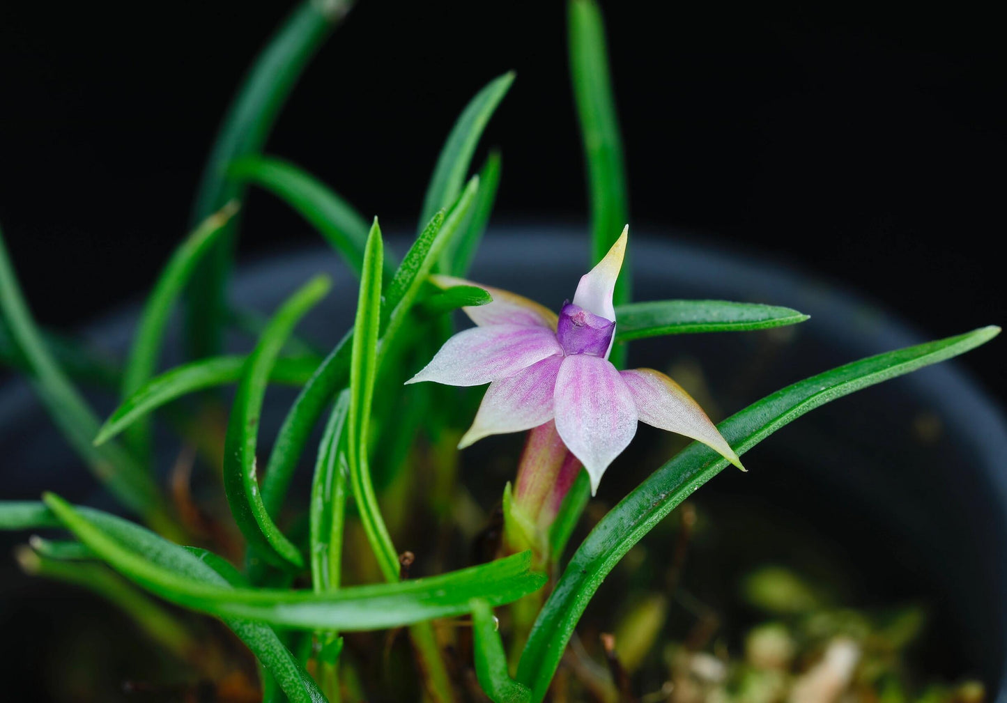 Dendrobium cyanocentrum is a captivating mini-miniature orchid species native to the montane rainforests of New Guinea and the Solomon Islands. First described by Rudolf Schlechter in 1906, it thrives at elevations ranging from 100 to 1,600 meters above sea level.