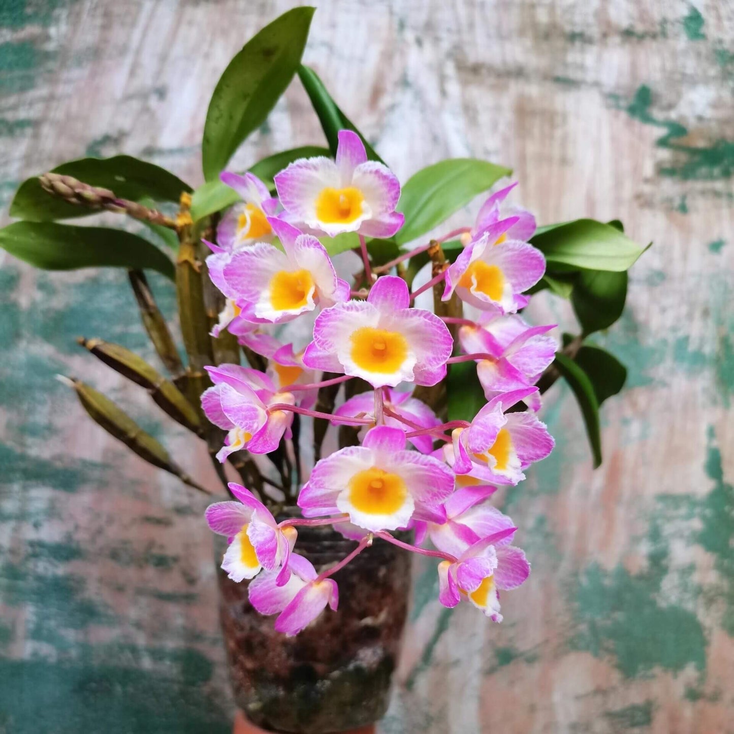 Dendrobium farmeri Pink Form is a captivating orchid variety, renowned for its delicate pink flowers and vibrant yellow lip. The flowers are small and fragrant, arranged in cascading sprays. The petals and sepals feature a soft pink hue, while the lip is bright yellow, often with a white fringe, creating a striking contrast that enhances the overall beauty of the plant.