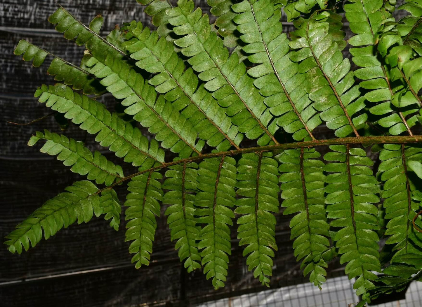 Didymochlaena pulcherrima is a striking fern known for its vibrant, reddish-brown young fronds that mature into deep green foliage.