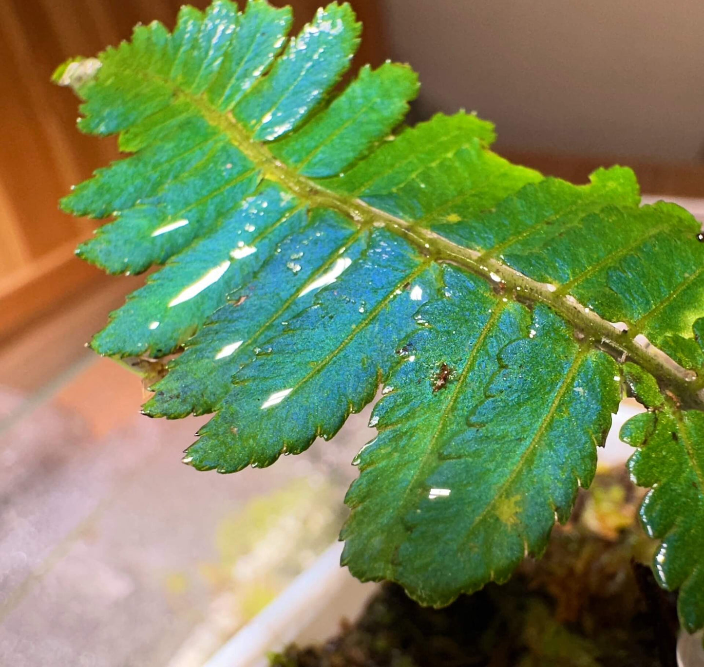 Diplazium tomentosum is a terrestrial fern native to Southeast Asia, particularly found in tropical rainforests. This species is characterized by its distinctive blue-green metallic sheen on the fronds and its auriculate (ear-shaped) pinnae. The rachis and costa are densely covered with short, coarse brown hairs, giving the fern a velvety texture.