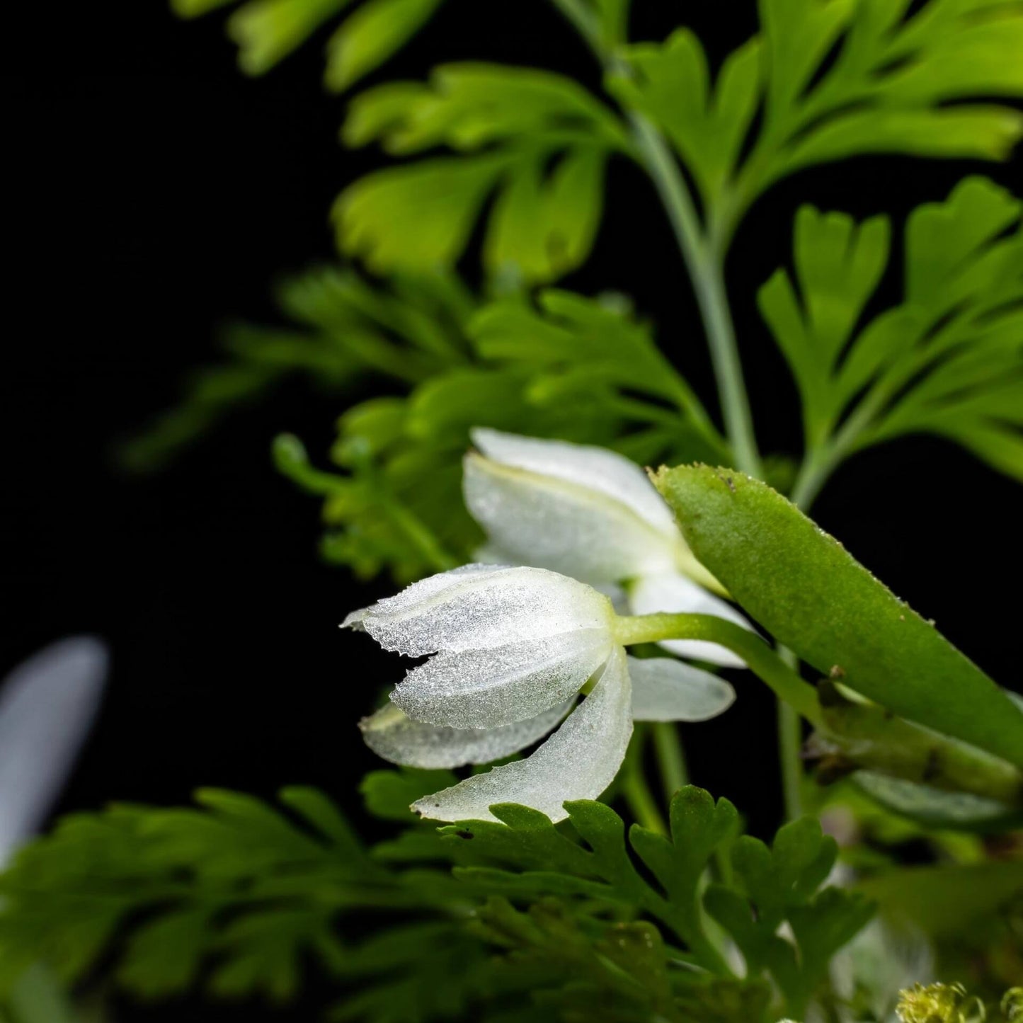 Hymenorchis javanica is a rare and captivating miniature orchid endemic to the misty montane forests of western Java, Indonesia, and parts of peninsular Malaysia. This epiphytic species thrives at elevations of 900 to 1,000 meters, growing on exposed tree branches in humid, shaded environments.