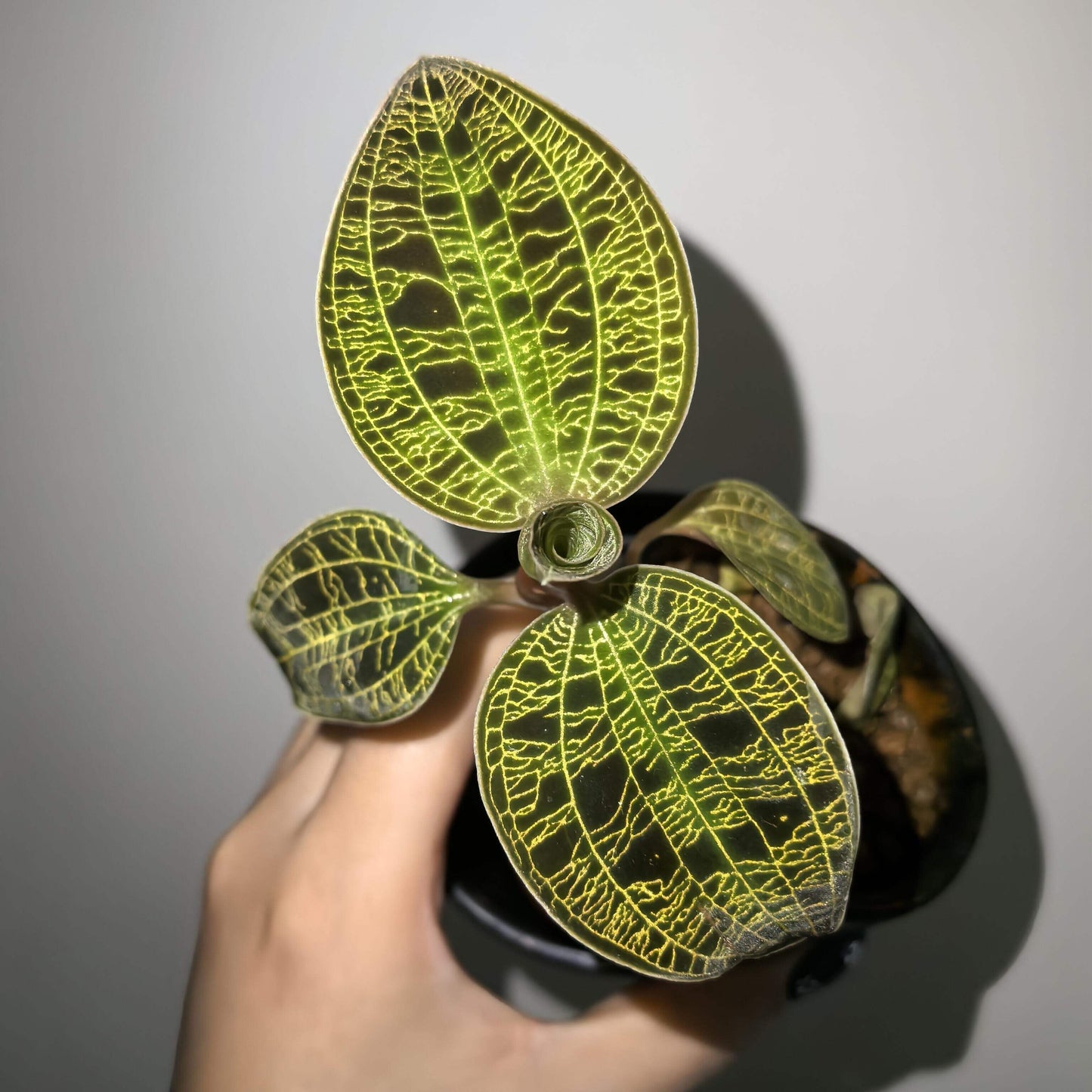 Lightning Jewel Orchid (Macodes petola) is a striking terrestrial orchid prized for its velvety dark green leaves beautifully etched with electrifying veins of gold, mint, or copper—resembling a lightning strike captured in foliage.