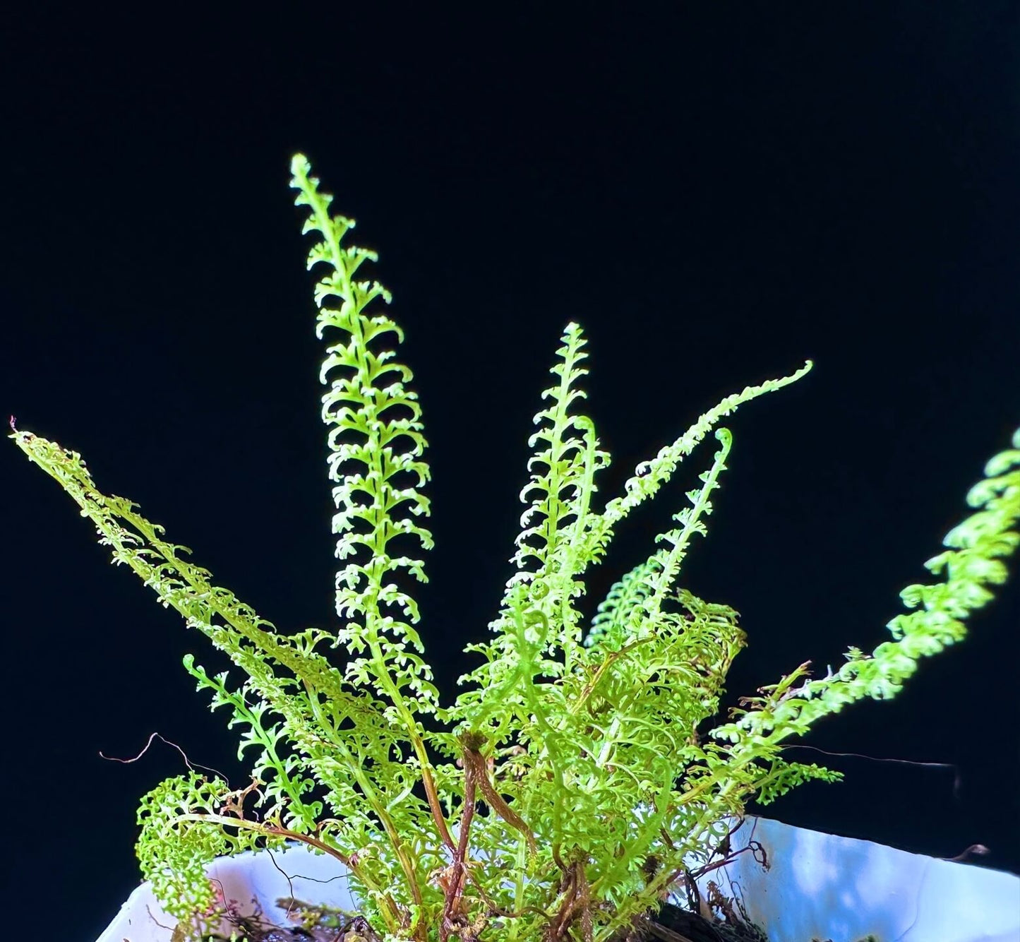 Lindsaea repens var. truncata is a fern variety belonging to the Lindsaeaceae family, native to the wet tropical regions of Sabah, Borneo.