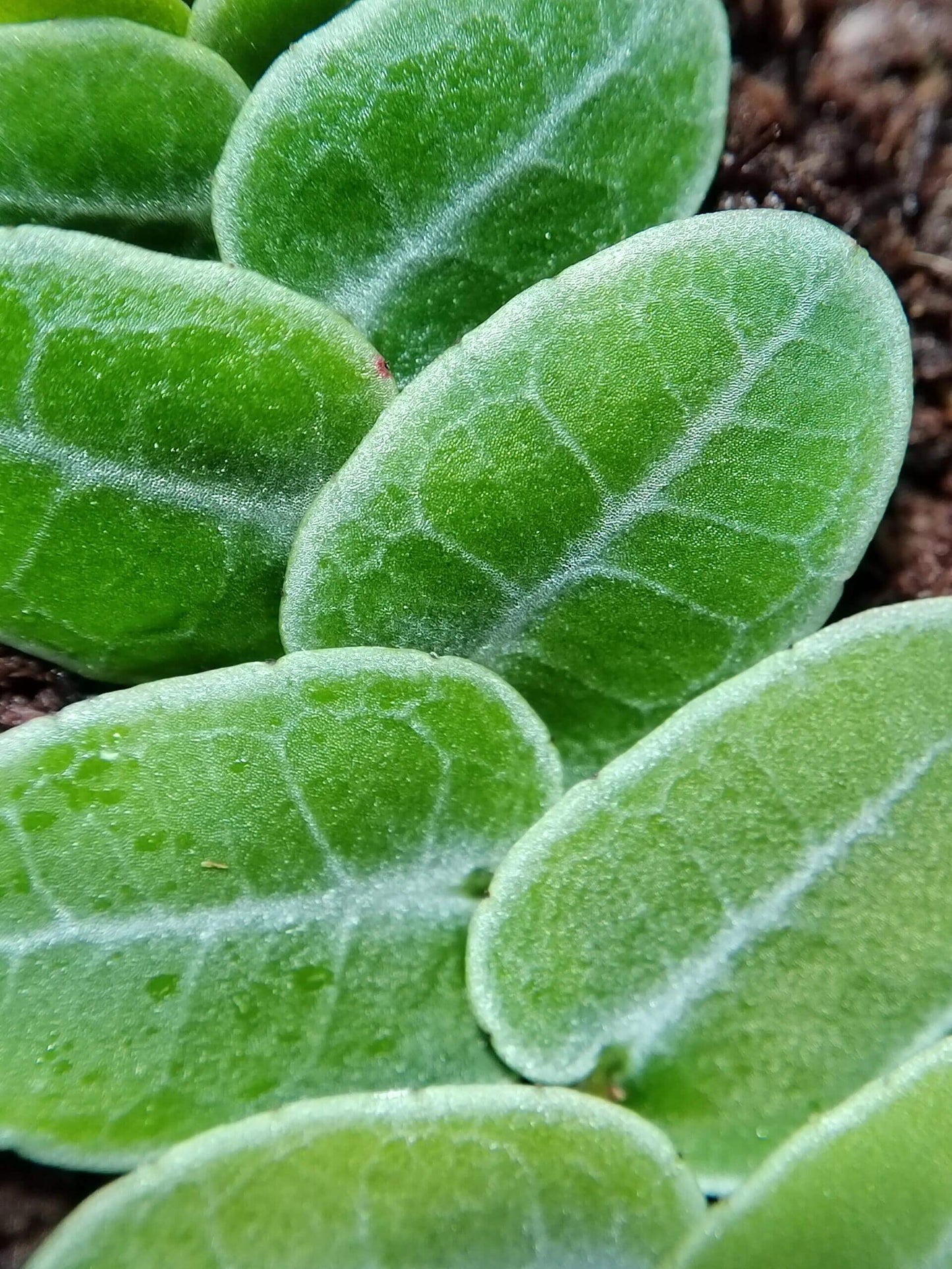 Marcgravia umbellata is a captivating tropical plant native to the Caribbean and parts of Central and South America. This epiphytic vine is renowned for its unique shingling growth habit, where its small, overlapping leaves cling tightly to surfaces like tree trunks, rocks, or terrarium walls.
