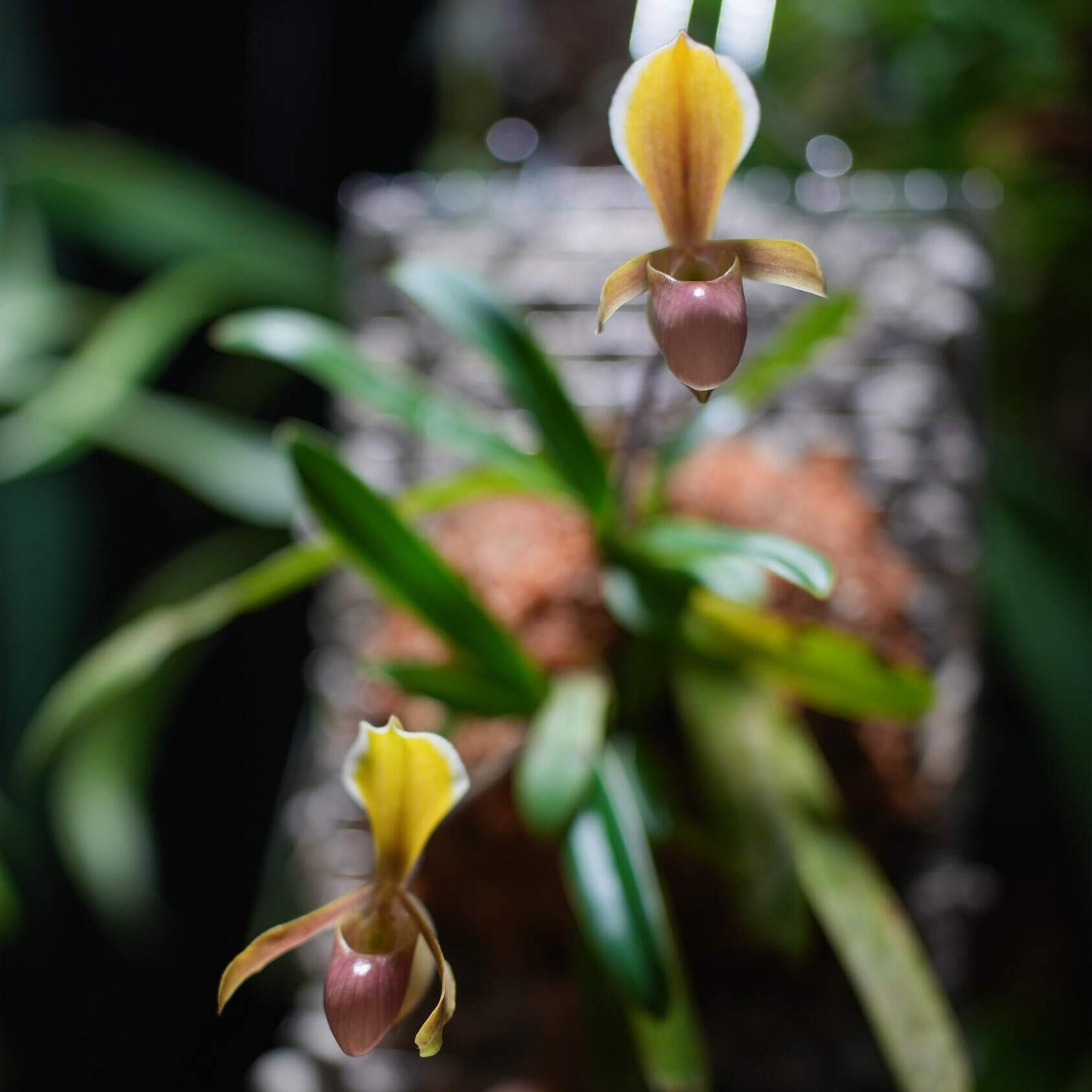 Paphiopedilum helenae is one of the smallest species in the Paphiopedilum genus. This rare and compact orchid is native to northern Vietnam’s Cao Bằng Province, where it grows on steep limestone cliffs and mossy ledges at elevations between 100 and 900 meters. It’s known for its delicate pale yellow to greenish flowers with a pinkish pouch and usually blooms in the fall and winter.