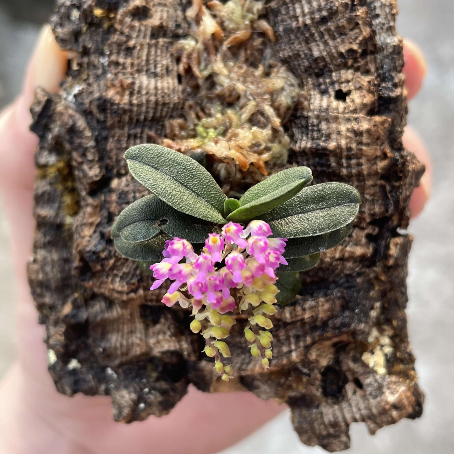 Schoenorchis tixieri is a diminutive and captivating orchid species native to southern Yunnan province in China and central Laos. This orchid is very small, making it perfect for terrariums where space and humidity can be carefully controlled.
