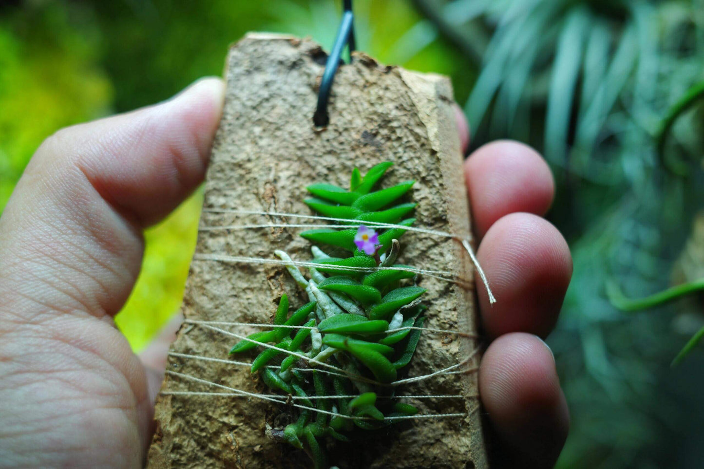 Schoenorchis scolopendria is a micro-miniature epiphytic orchid native to Vietnam, renowned for its unique, centipede-like foliage and vibrant pink flowers. This species is a favorite among orchid enthusiasts and terrarium growers due to its compact size and distinctive appearance.