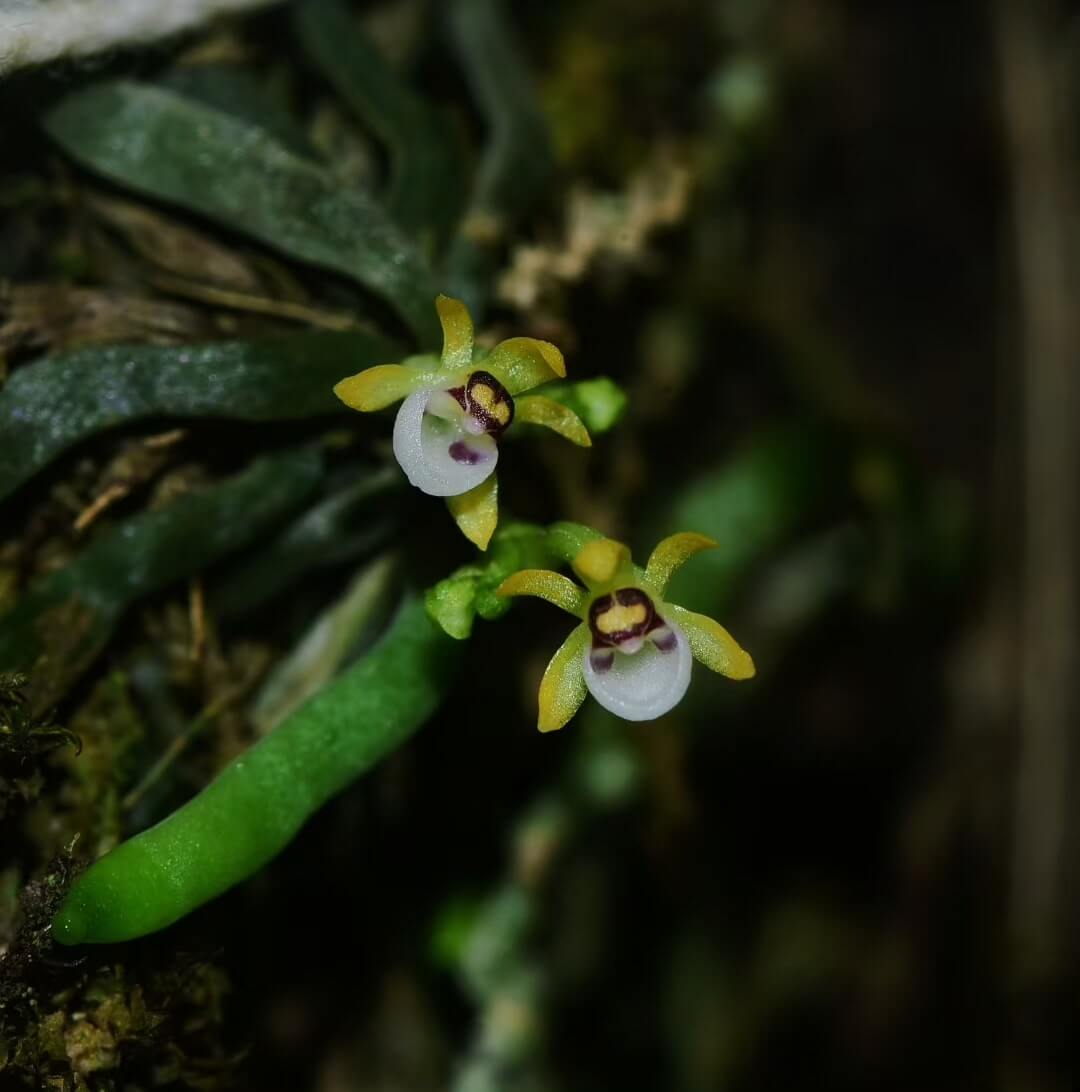 Taeniophyllum biocellatum is a rare and fascinating leafless orchid native to Java, Indonesia. Thriving as an epiphyte in tropical forests at elevations between 300 and 1,000 meters, this miniature orchid is known for its unique appearance and specific care requirements. Due to its sensitivity to environmental conditions, it is well-suited for terrariums, where humidity and temperature can be carefully controlled to replicate its natural habitat.