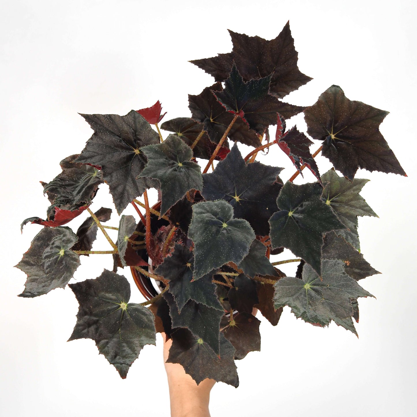 Begonia 'Black Velvet' is celebrated for its striking foliage, featuring dark, near-black leaves with a soft, velvety texture and subtle shimmer. The leaves are serrated and often develop a maple-like shape as they mature, adorned with fine, eyelash-like hairs, and can reflect a bluish hue under low light conditions.