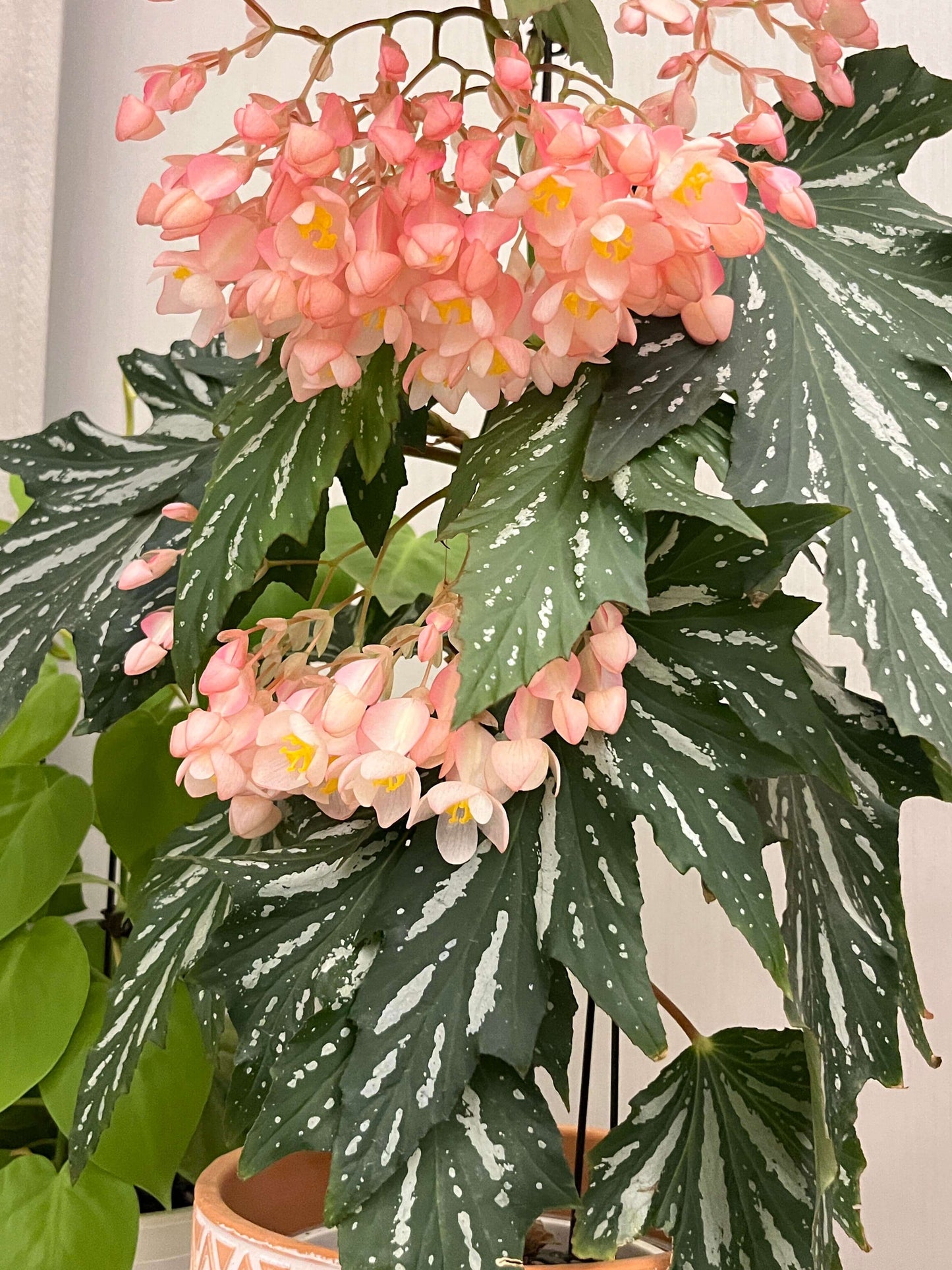 Begonia ‘Sophie Cecile’ (also known as ‘Sophia’ in some contexts) is a striking cane-stem or “angel wing” begonia cultivar first created by hybridizer Belva Nelson Kusler in 1961, via a cross between Begonia ‘Lenore Olivier’ and Begonia aconitifolia.
