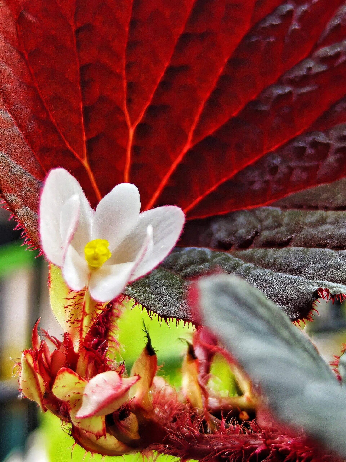 Begonia Aketajawensis Dark Form is one of the three stunning Begonia Aketajawensis, a rare and highly coveted species native to the Molucca Islands of Indonesia. This species is known for its dark, velvety leaves that exhibit a unique muscular texture. The leaves have a pronounced velvet-like surface, and as the light shifts, they reveal different hues that change with the viewing angle. Under low light conditions, the leaves take on a fascinating bluish reflection, adding to the plant’s captivating beauty.