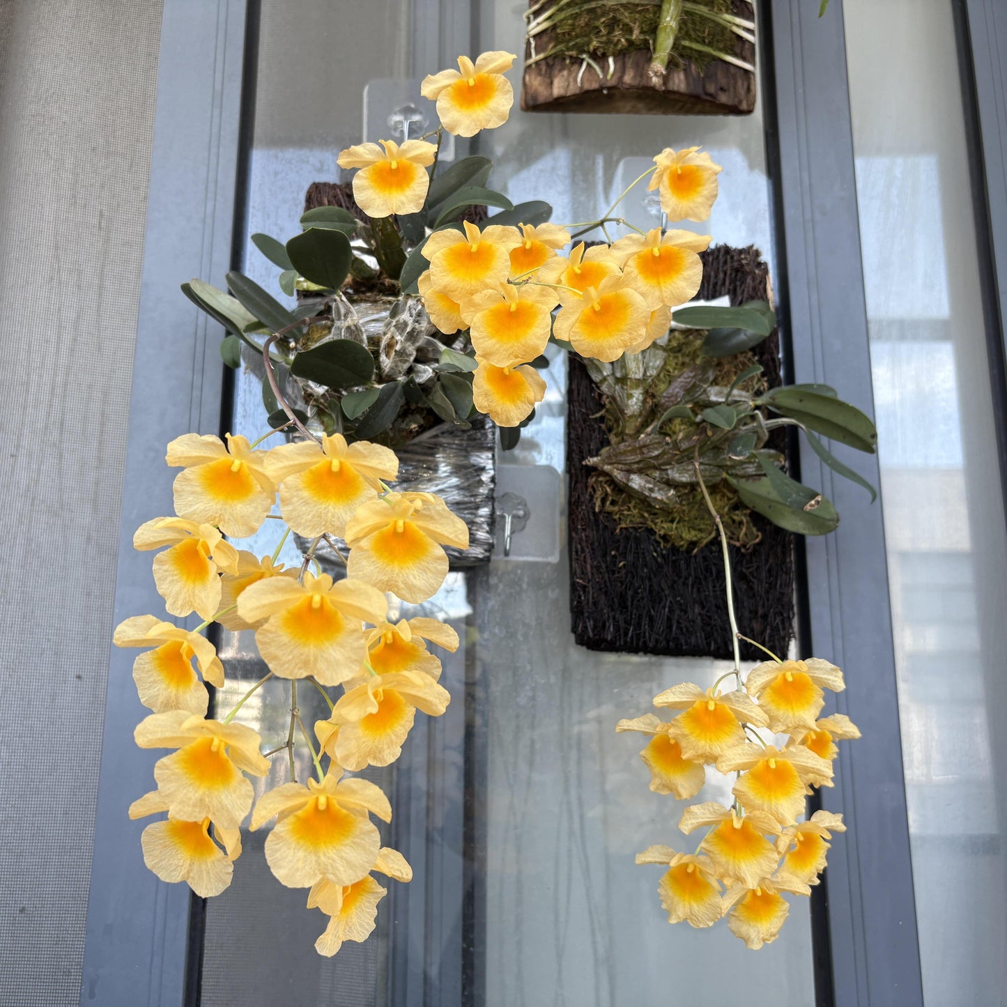 Dendrobium lindleyi is a striking epiphytic orchid native to Southeast Asia, including regions like Assam (India), Bangladesh, Myanmar, Thailand, Laos, Vietnam, and southern China. It thrives in mountainous areas at elevations ranging from 650 to 1,400 meters, where it grows on branches of deciduous trees.