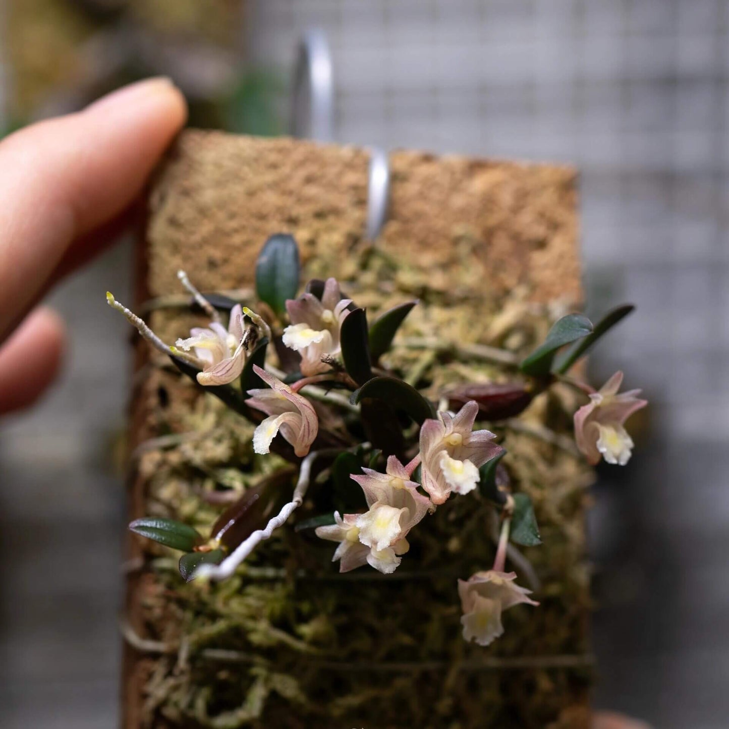 Dendrobium procumbens is a miniature epiphytic orchid native to the humid tropical forests of Peninsular Malaysia, particularly the Cameron Highlands. It belongs to the Bolbodium section of the Dendrobium genus and is recognized for its unique growth habit and delicate flowers.