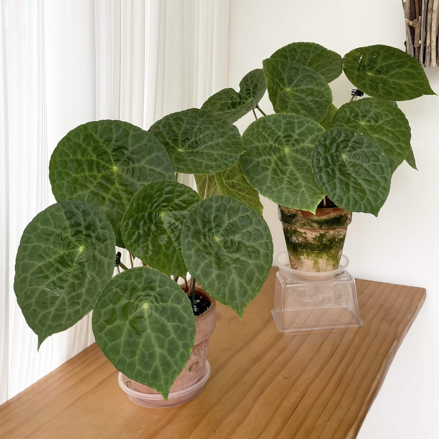 Begonia natunaensis is indeed a rare and captivating rhizomatous species, native to Mt. Ranai on the Natuna Islands (Indonesia), described in 2014. It’s prized among collectors for its textured leaves and compact form.