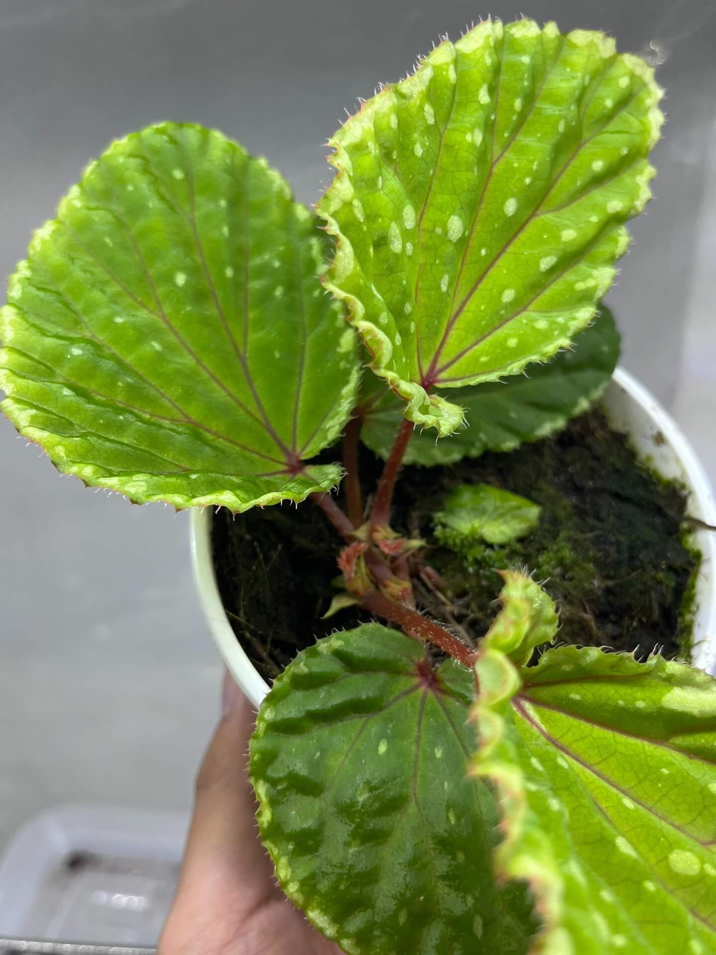 Begonia promethea (also known as Begonia beccarii) Green Form is a rare and stunning species native to the Bau District in Sarawak, Malaysia, and the Bengkayang Regency in West Kalimantan, Indonesia. This unique form features leaves with a rich green base color, beautifully adorned with irregular cream-colored spots and patterns, making it a striking addition to any rare plant collection.
