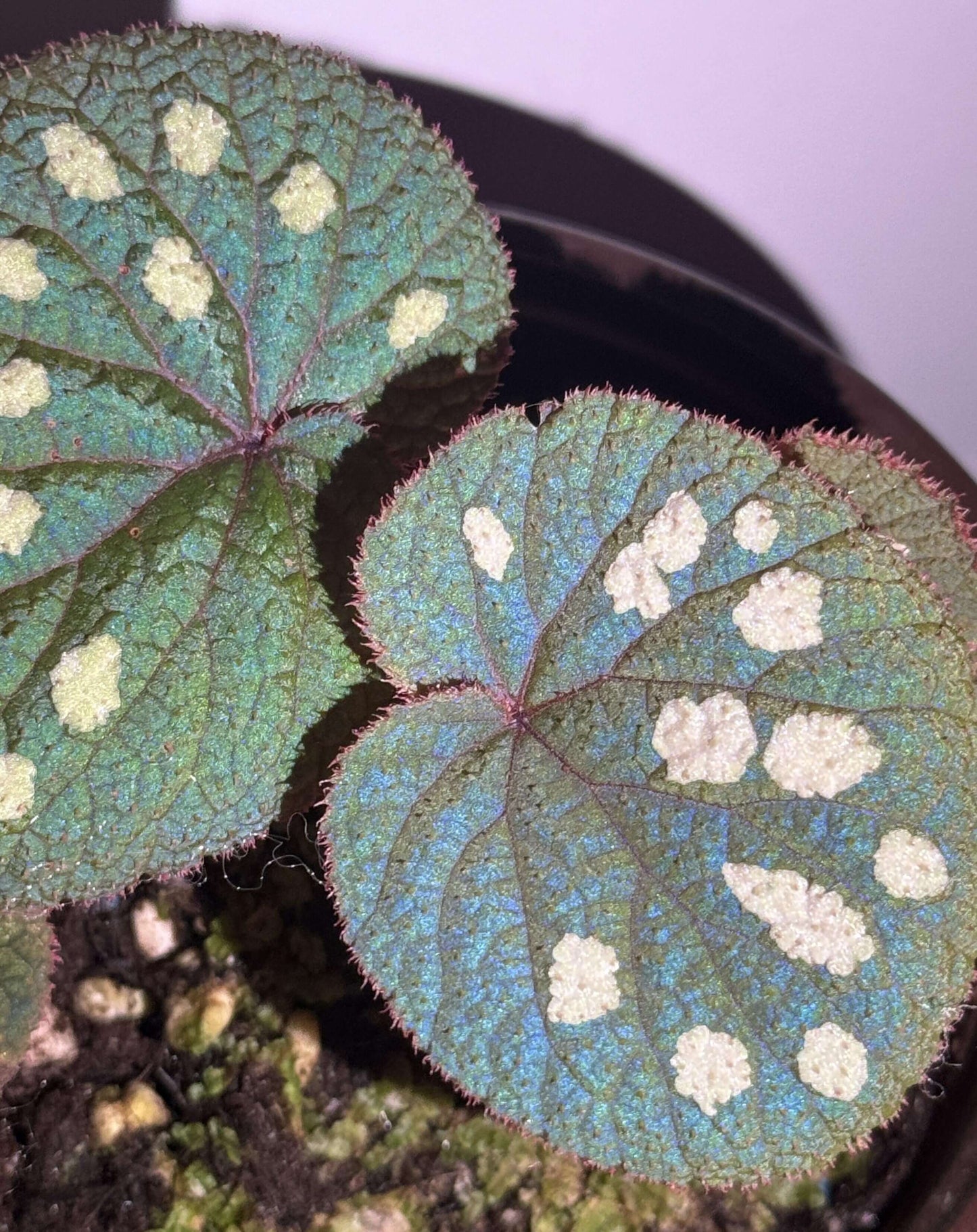 Begonia gulinqingensis is a rare and exquisite species native to China, known for its stunning green leaves adorned with distinctive white spots. This unique begonia thrives in the cool, humid conditions found at an altitude of approximately 1,730 meters in forested meadows. The plant flourishes in an environment with a temperature of around 16.9°C (62.4°F) and high humidity levels of over 85%.