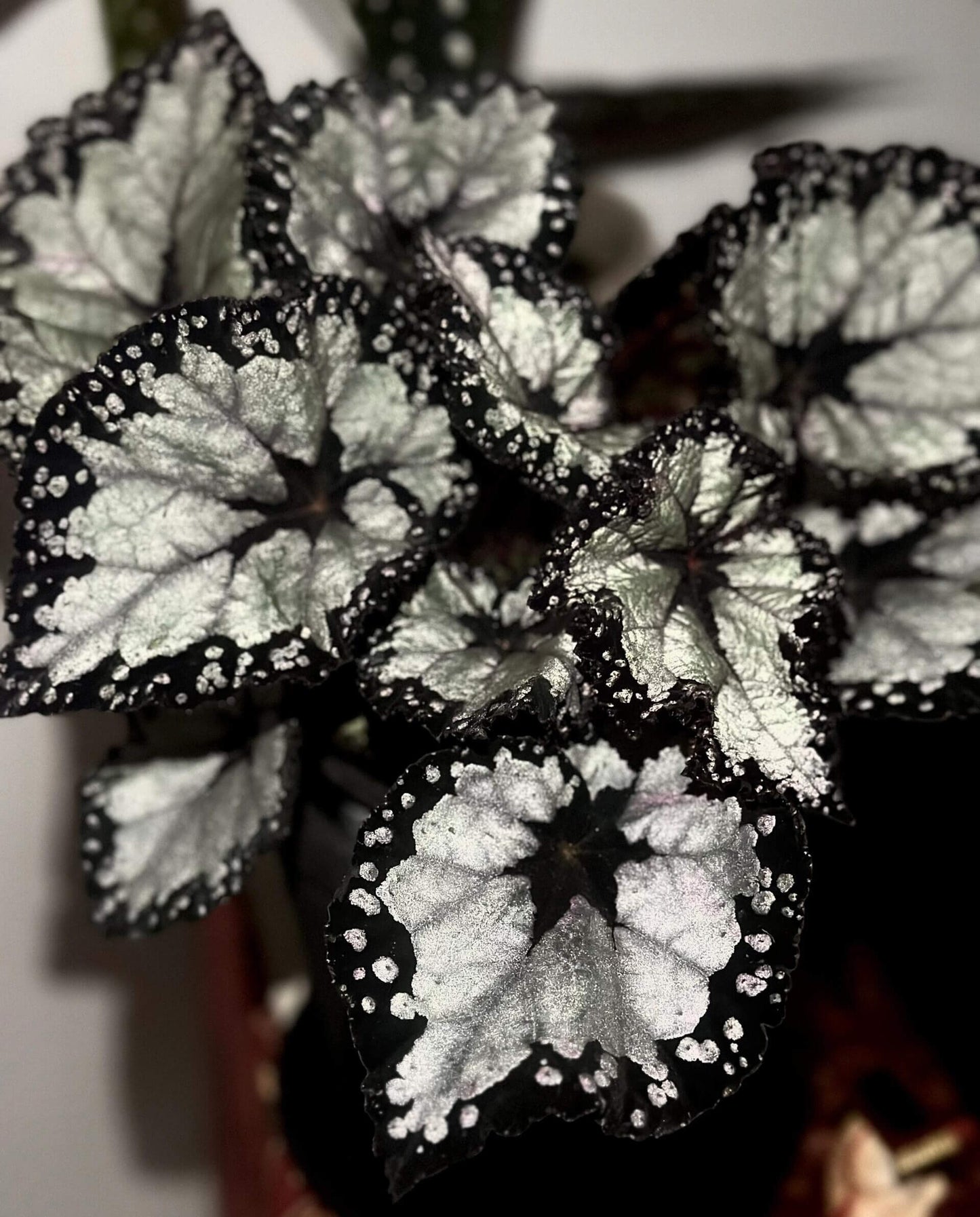 Begonia ‘Dolce Vita’ is a stunning hybrid begonia created by Ukrainian hybridizer Елена Еникеева. It has striking, heart-shaped leaves with a gradient of colors ranging from deep olive green or burgundy to silvery or metallic tones, which shift subtly with different angles of light.