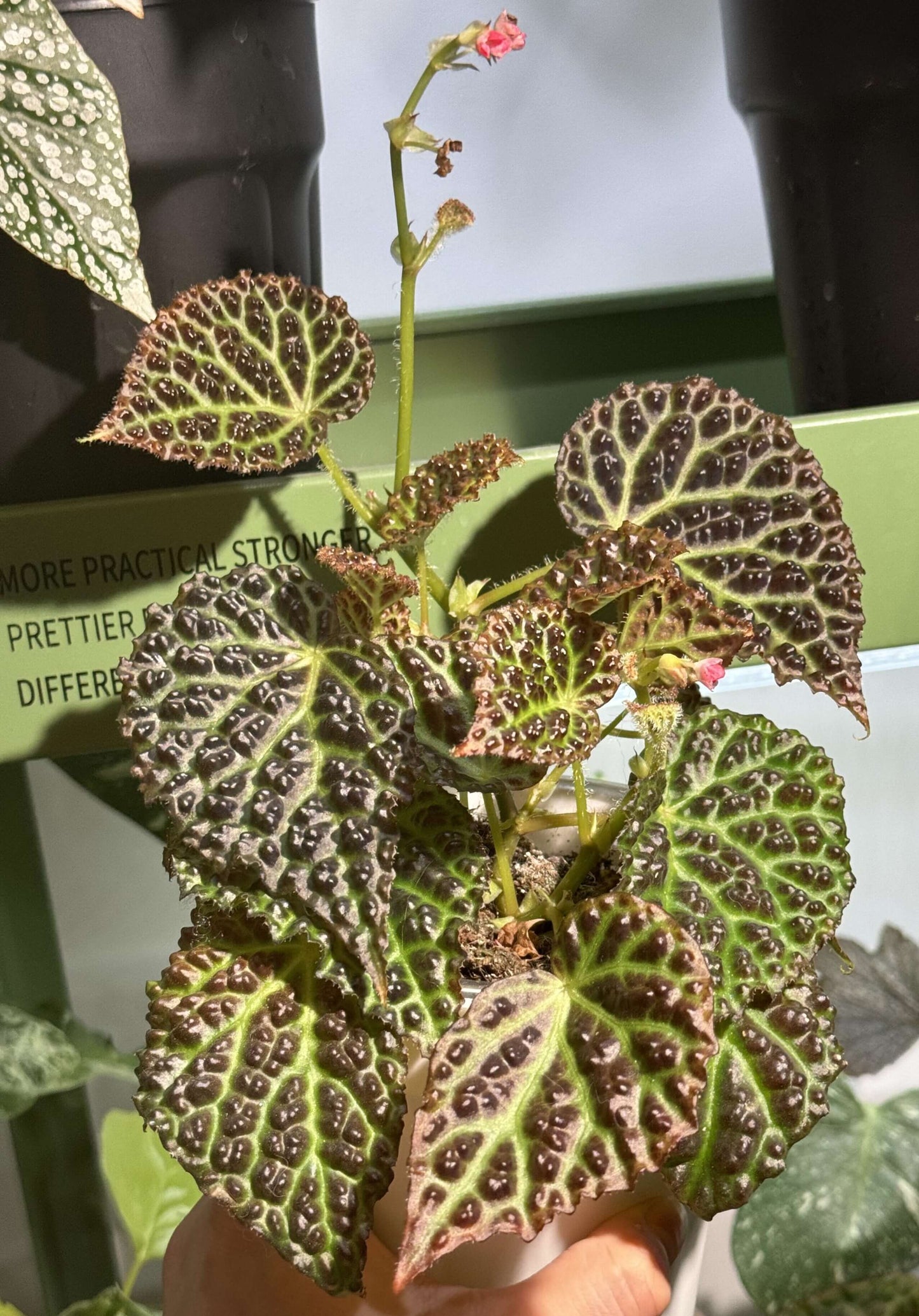 Begonia dracopelta is a unique and rare begonia species native to Indonesia, specifically Borneo. Known for its dramatic and textured foliage, this begonia is perfect for collectors looking for an exotic plant that stands out. With its dragon-like, bullate (puckered) leaves and striking color transitions, Begonia dracopelta will make a captivating addition to any plant collection.