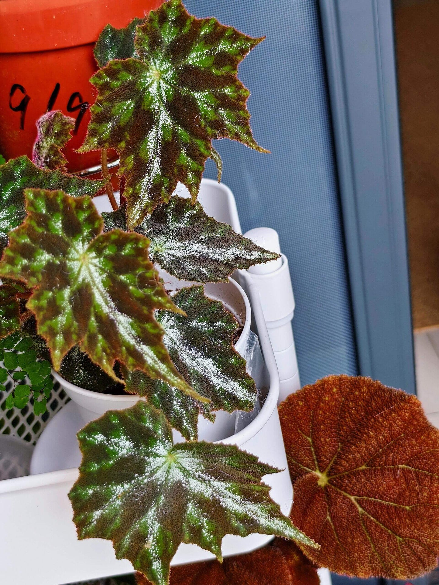 Begonia Luzhaiensis Var has white leaf veins on the upper side of its leaves, distinguishing it from Begonia Luzhaiensis. Native to the limestone regions of Guangxi, China, this begonia brings a refreshing touch of greenery to any collection with its unique and smooth, vibrant green leaves.