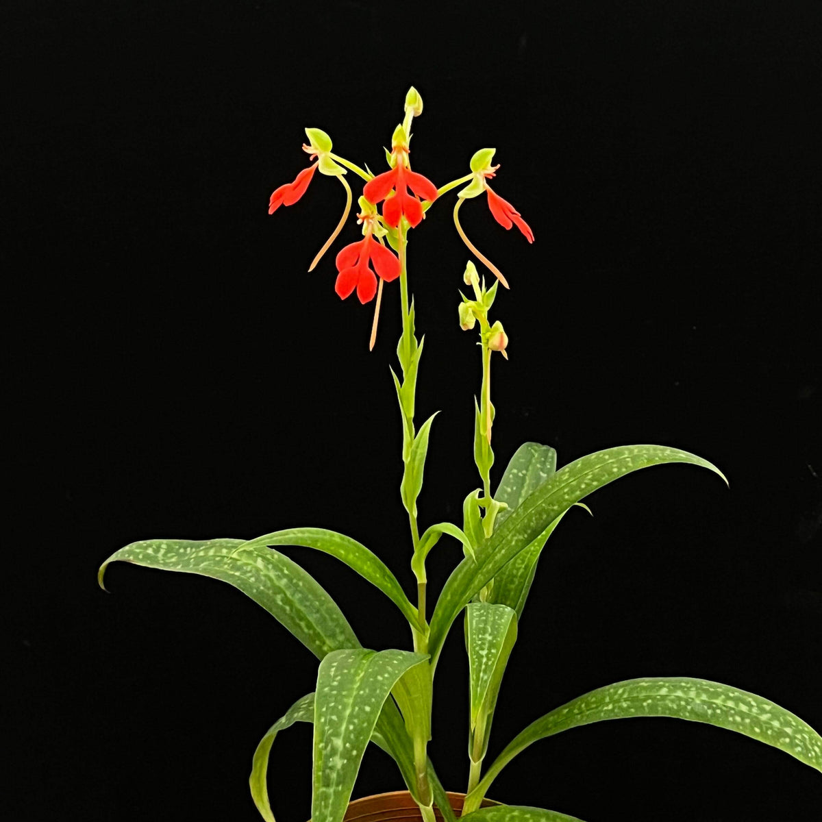 Habenaria rhodocheila Red form is a tuberous terrestrial orchid native from Assam and southern China through mainland Southeast Asia to Peninsular Malaysia. The Red form is a highly attractive color form selected for its intense red to reddish-orange flowers. The flowers are produced on upright stems above a compact rosette of green leaves, creating a colorful display during the active growing season.