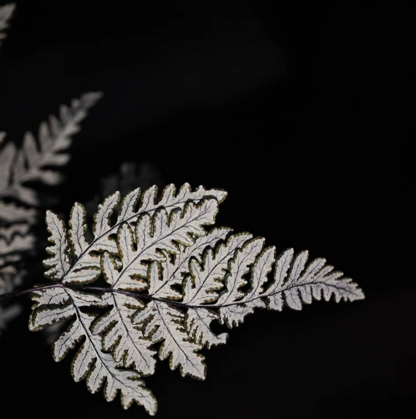 Aleuritopteris chrysophylla is a small to medium-sized fern from the Pteridaceae family and the Aleuritopteris genus, making it a rare plant within the Aleuritopteris species. The fronds are pinnately divided and covered with golden-yellow powder on the underside, creating a distinctive and beautiful appearance. The leaves typically grow to 10-15 cm, making this fern ideal for rainforest terrariums, potted plants, or placing in offices and on balconies.