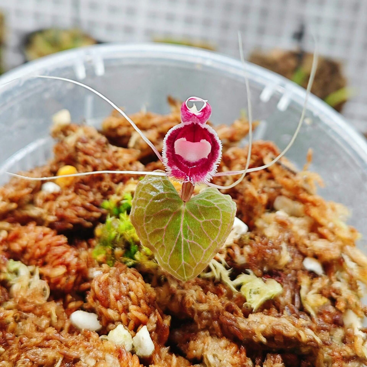 Corybas pictus is a rare and visually striking orchid species known for its distinctive helmet-shaped flowers. Belonging to the Corybas genus, this species is native to Southeast Asia, including regions such as Malaysia, Java, Sumatra, and Borneo. It typically inhabits disturbed areas in foothills and lower montane forests at elevations ranging from 700 to 2000 meters.