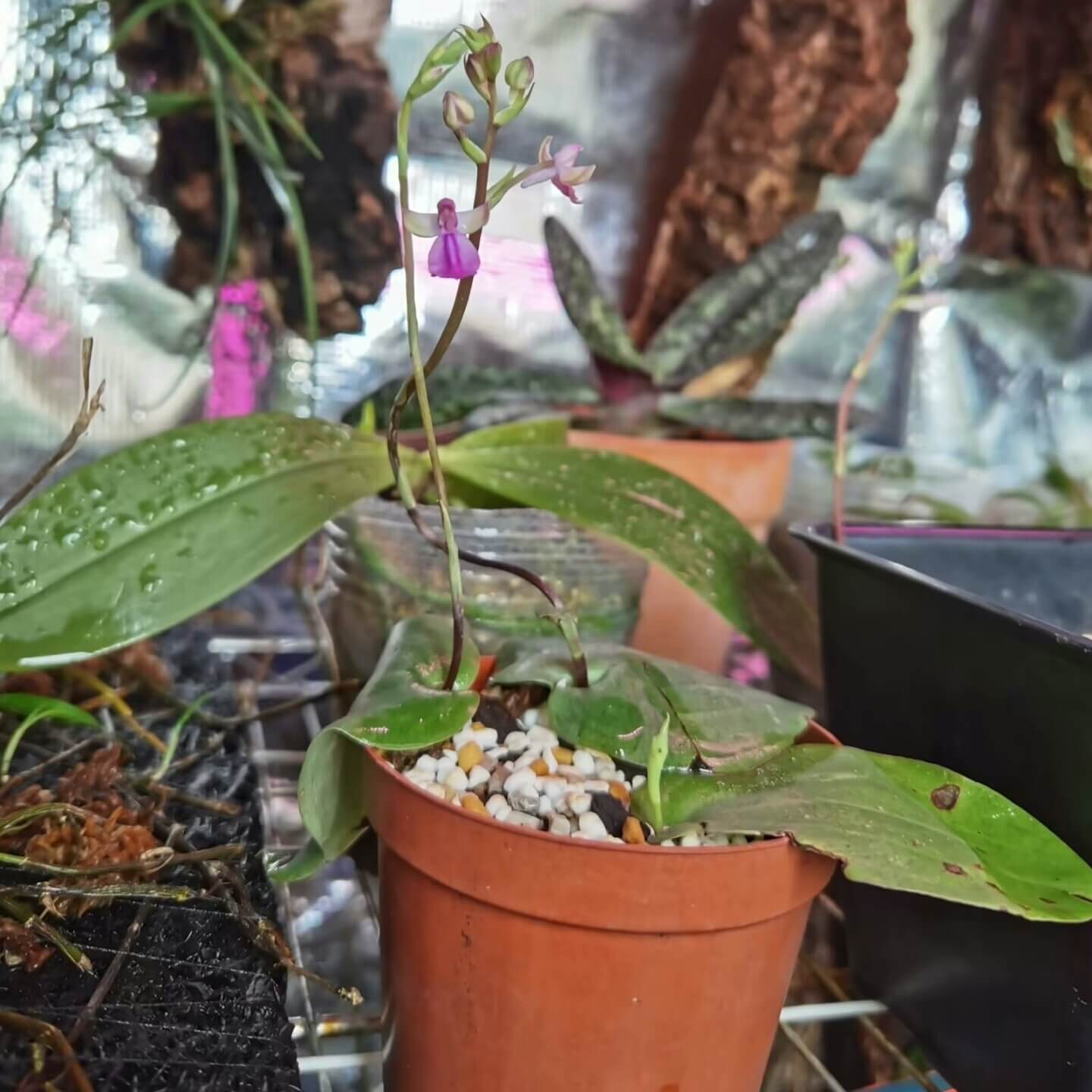 Hemipilia kwangsiensis is a rare terrestrial orchid native to the limestone mountains of Guangxi, China.