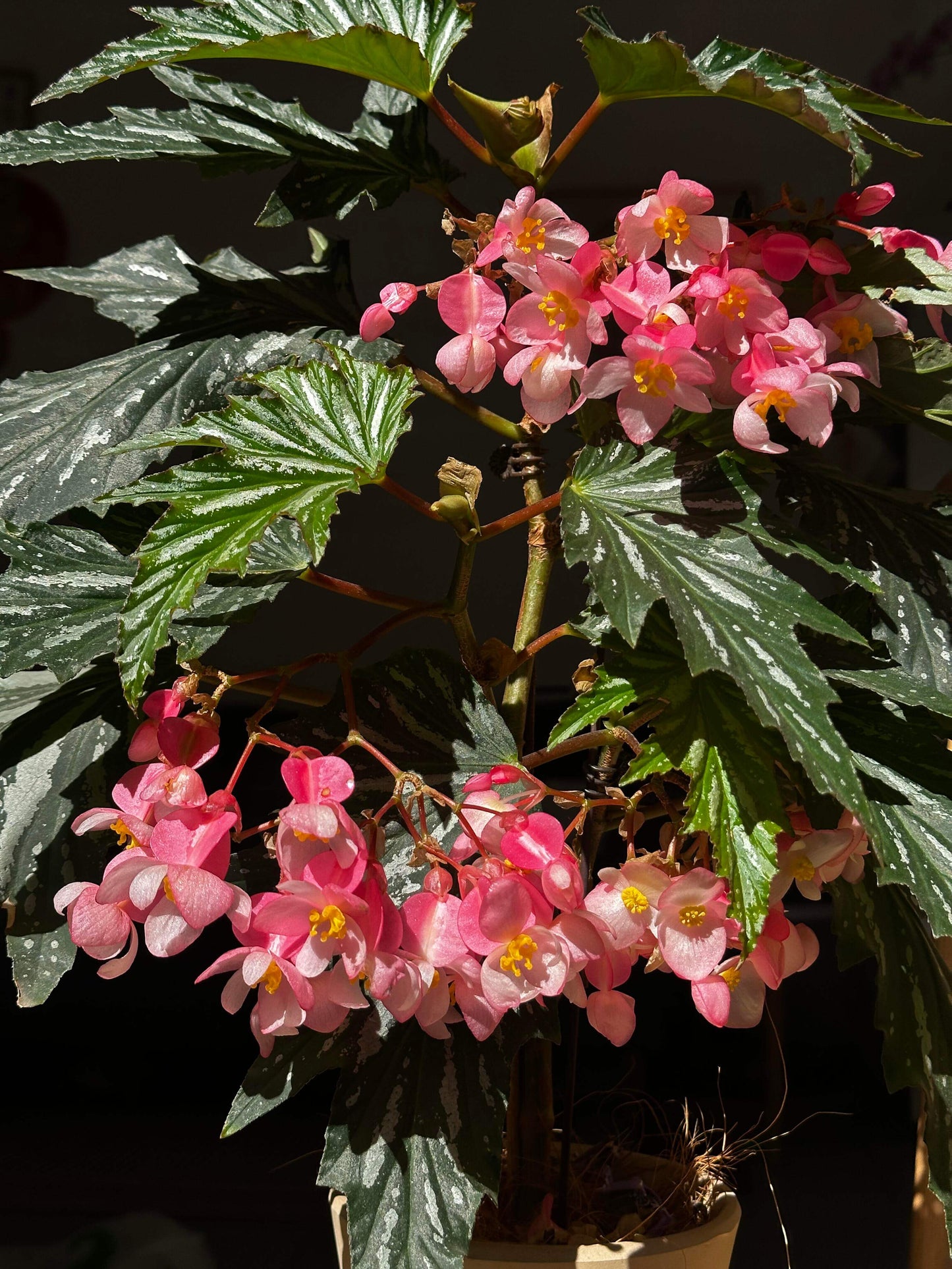 Begonia ‘Sophie Cecile’ (also known as ‘Sophia’ in some contexts) is a striking cane-stem or “angel wing” begonia cultivar first created by hybridizer Belva Nelson Kusler in 1961, via a cross between Begonia ‘Lenore Olivier’ and Begonia aconitifolia.