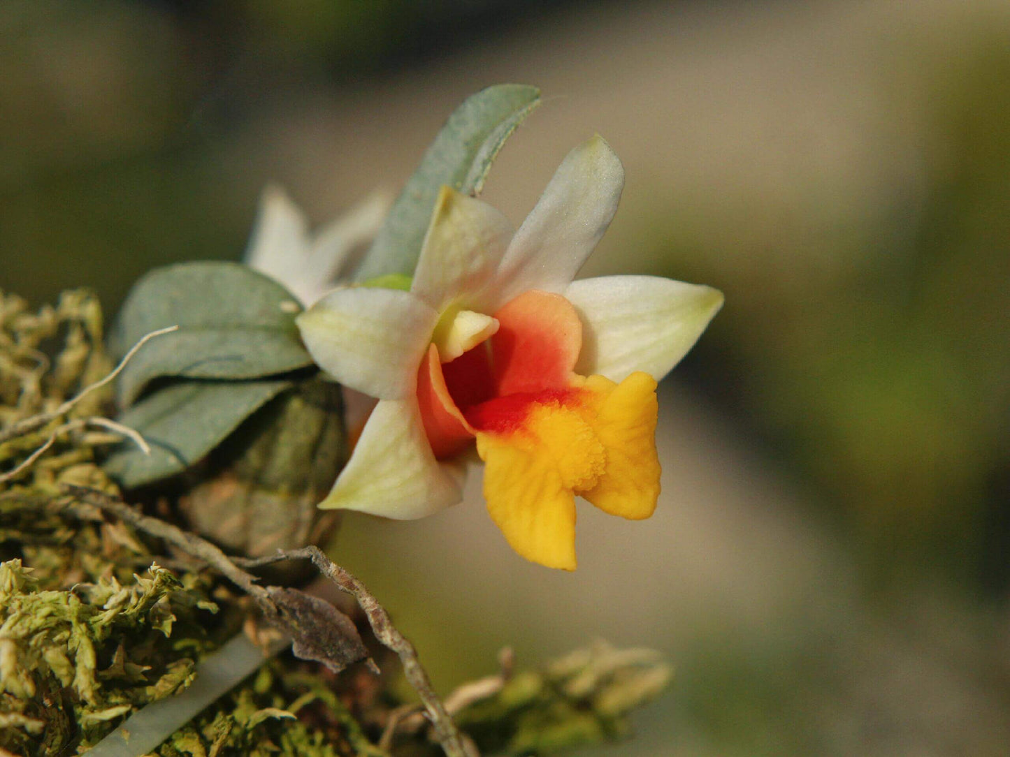 Dendrobium bellatulum is a miniature epiphytic orchid native to the eastern Himalayas and northern Indochina, including regions of Myanmar, Thailand, Laos, Vietnam, and southern China. It thrives at elevations ranging from 700 to 2,100 meters in bright, deciduous forests.