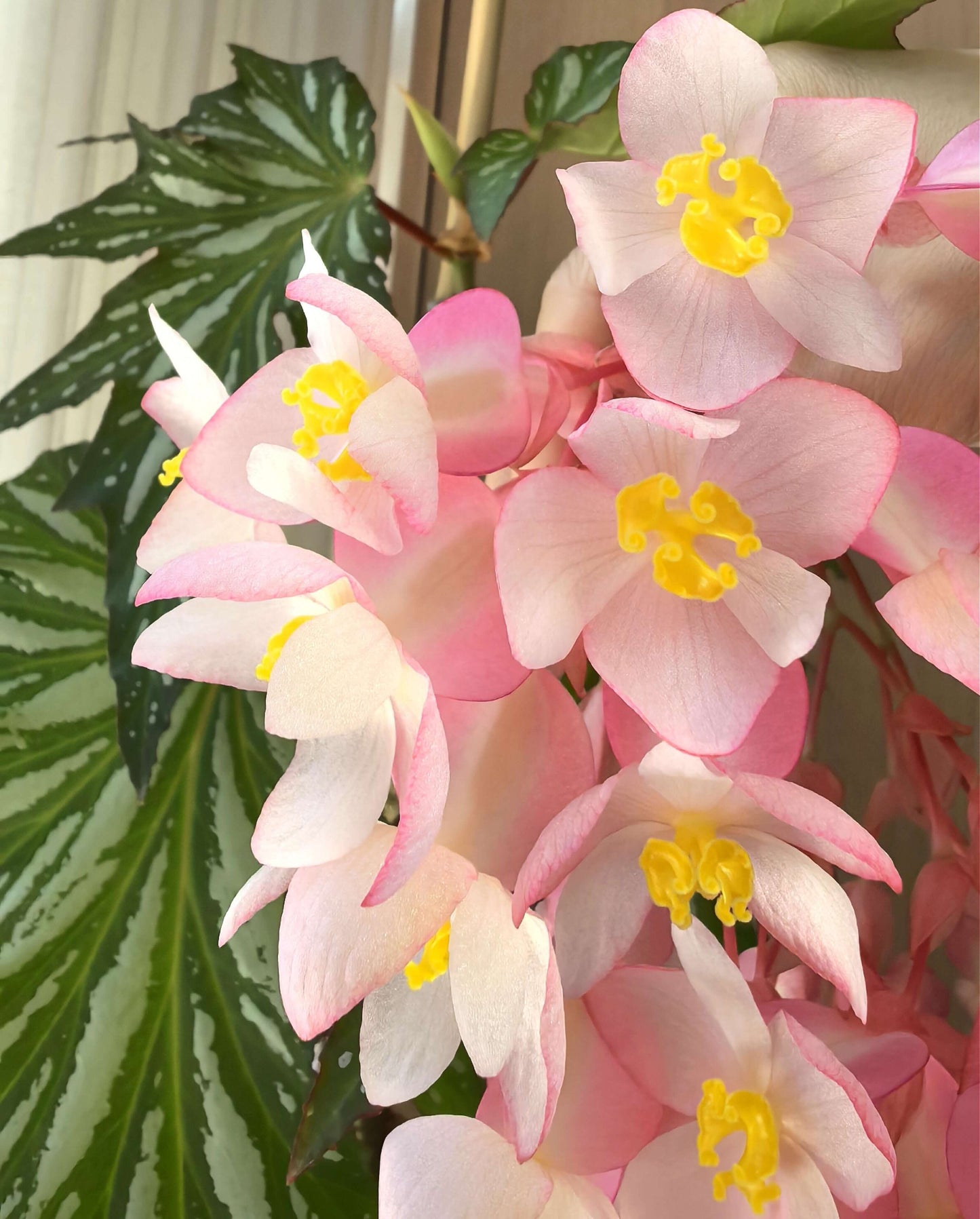 Begonia ‘Sophie Cecile’ (also known as ‘Sophia’ in some contexts) is a striking cane-stem or “angel wing” begonia cultivar first created by hybridizer Belva Nelson Kusler in 1961, via a cross between Begonia ‘Lenore Olivier’ and Begonia aconitifolia.