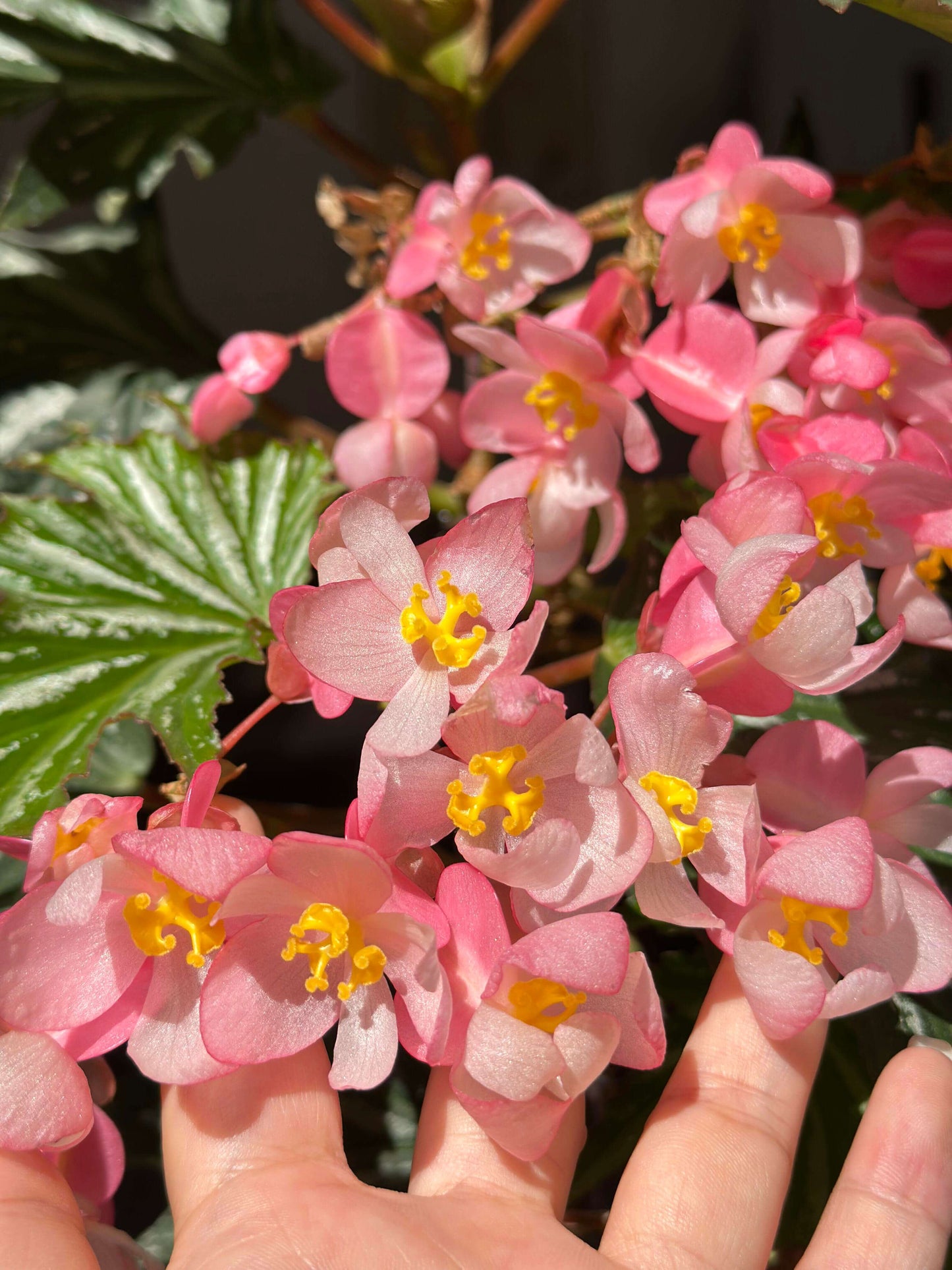 Begonia ‘Sophie Cecile’ (also known as ‘Sophia’ in some contexts) is a striking cane-stem or “angel wing” begonia cultivar first created by hybridizer Belva Nelson Kusler in 1961, via a cross between Begonia ‘Lenore Olivier’ and Begonia aconitifolia.