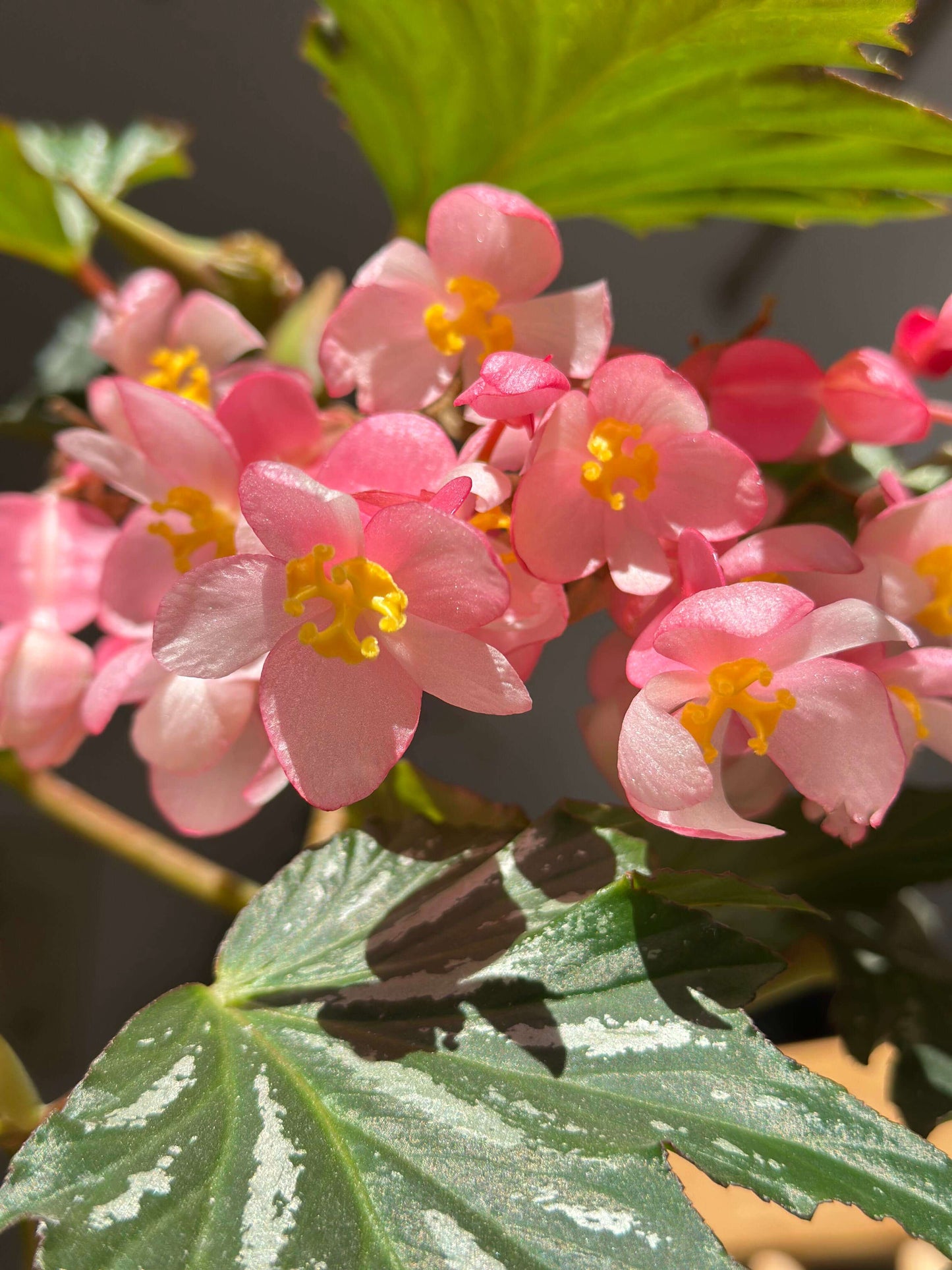 Begonia ‘Sophie Cecile’ (also known as ‘Sophia’ in some contexts) is a striking cane-stem or “angel wing” begonia cultivar first created by hybridizer Belva Nelson Kusler in 1961, via a cross between Begonia ‘Lenore Olivier’ and Begonia aconitifolia.