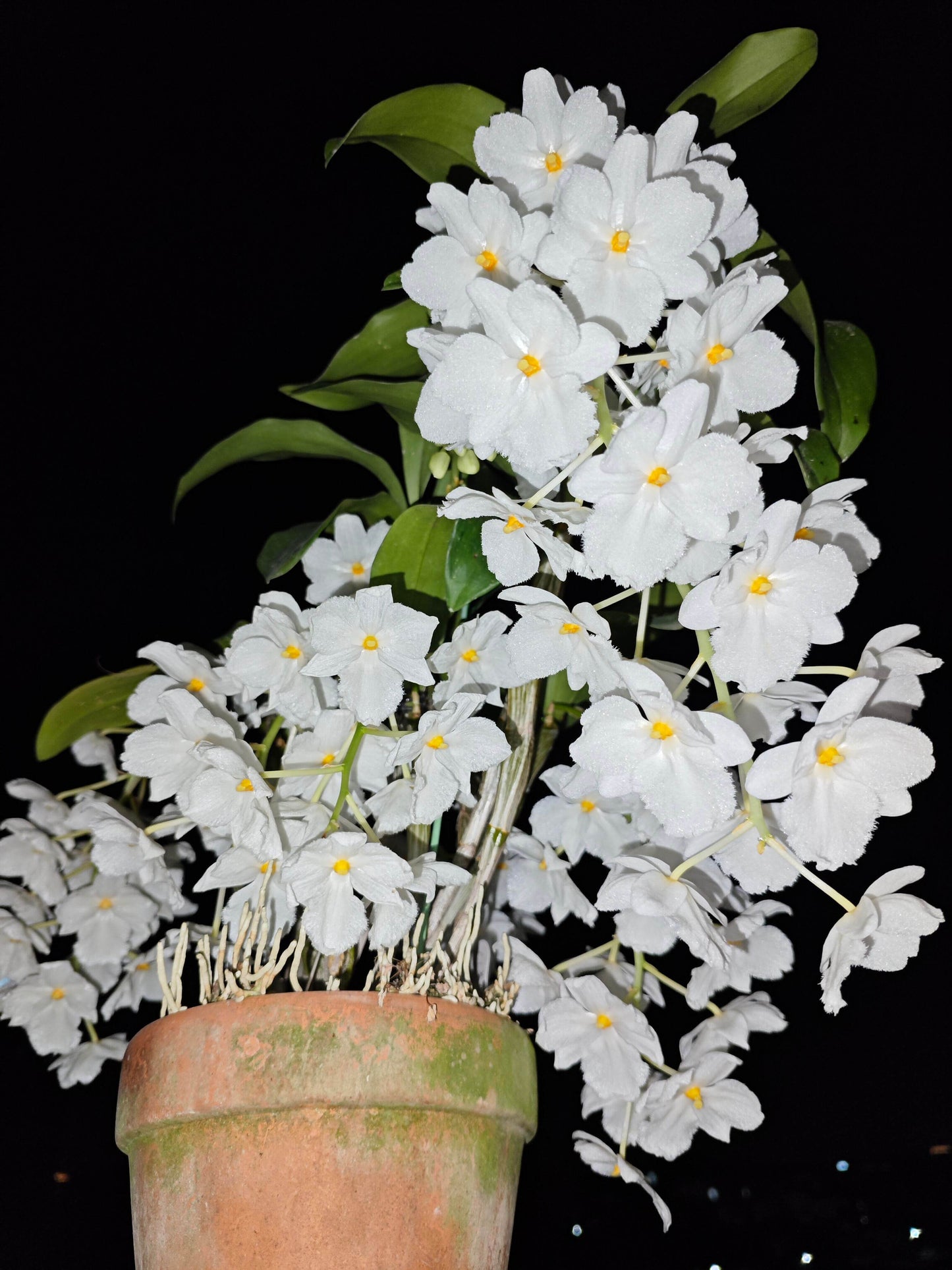A strikingly rare pure‑white (album) form of Dendrobium farmeri, distinguished by its petaloid lip that mirrors the other petals—making this a highly unusual double mutation. The compact, vigorous plant blooms in spring on both new and old canes, sending out pendulous inflorescences up to 8″ long, covered in fragrant, daisy‑like white flowers (~2–2.5″ across) with yellow anther caps. Native to the eastern Himalayas and Southeast Asia (500–3,300 ft), it thrives in shaded, well‑ventilated conditions.