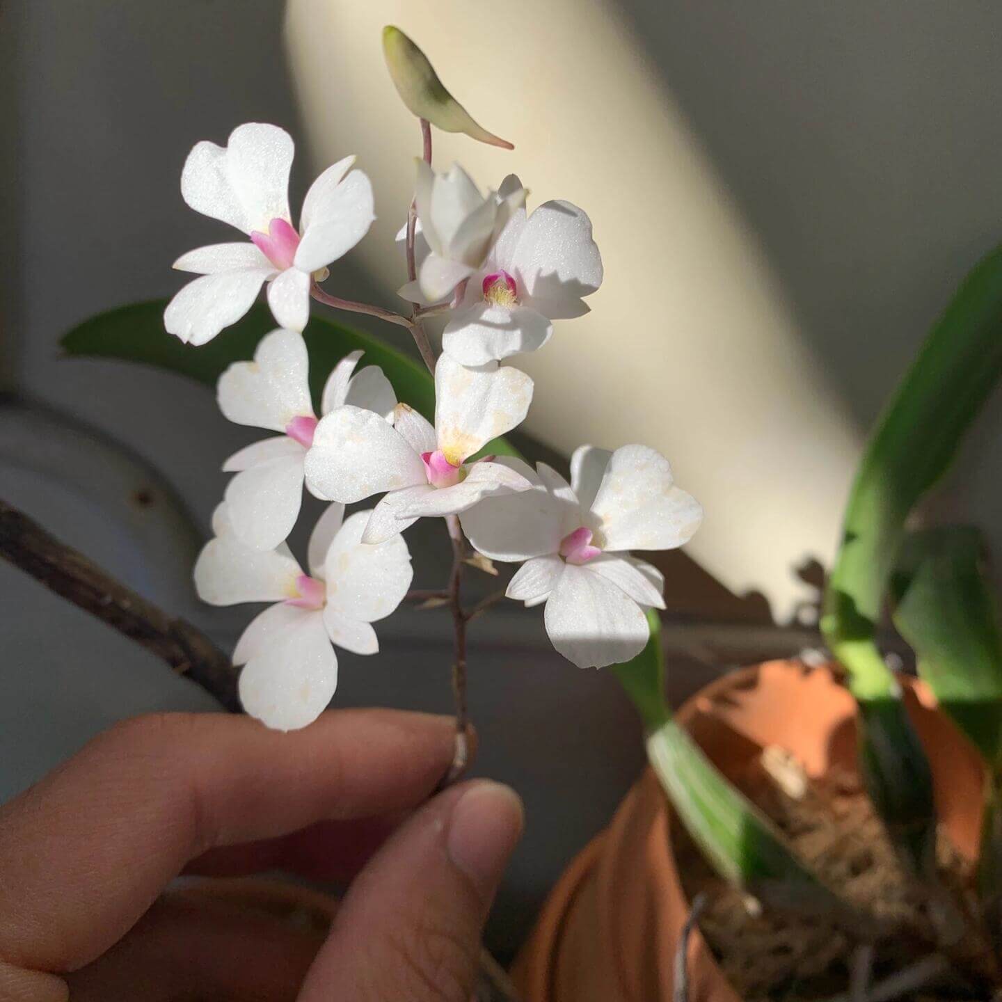Dendrobium fytchianum is native to Myanmar (formerly Burma) and Malaysia, where it typically grows as an epiphyte on exposed tree branches overlooking rivers, at elevations of approximately 46–610 meters above sea level.