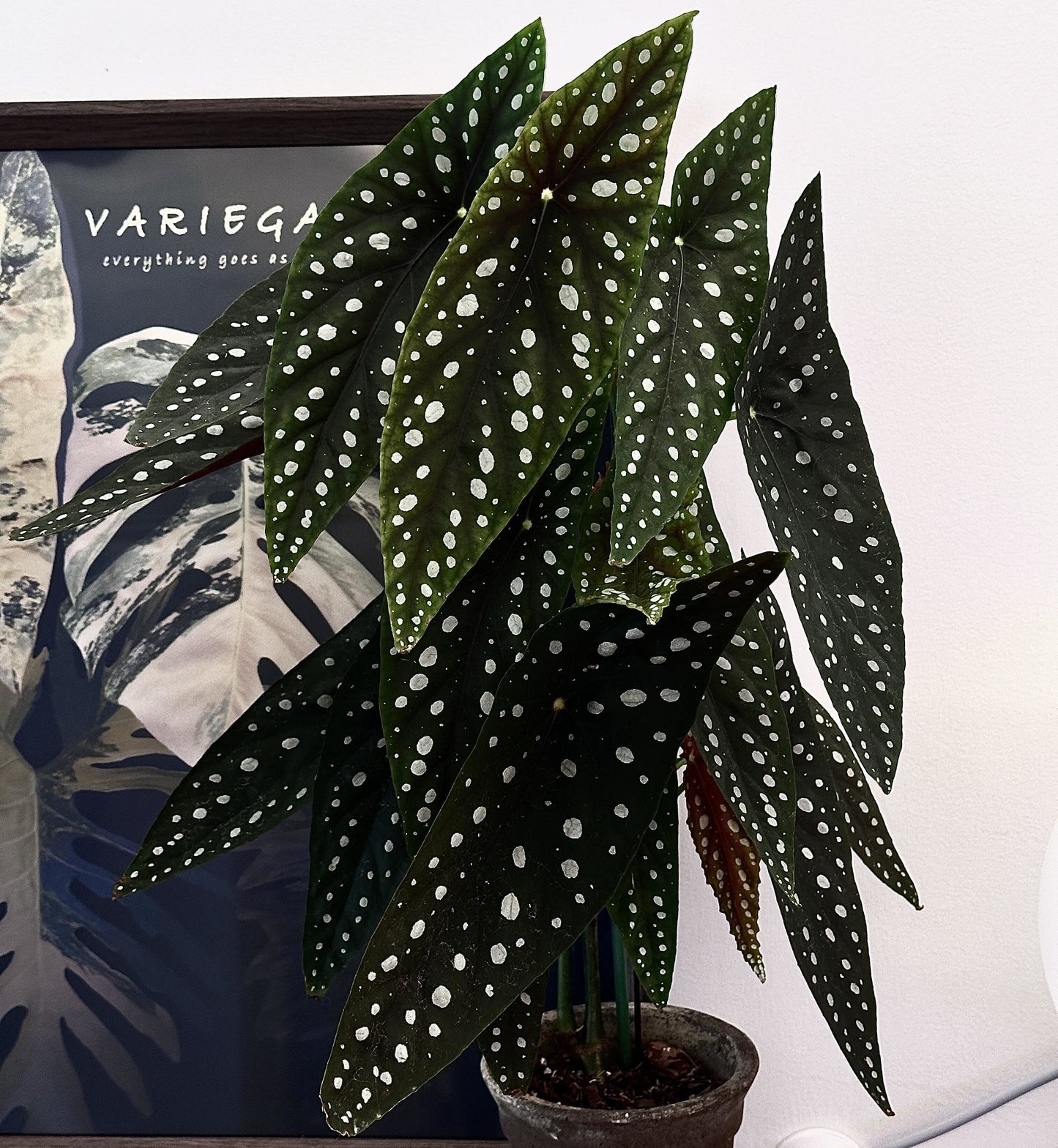 Begonia ‘Sierra Mountain King’ is a cane-like hybrid between Begonia maculata and Begonia lubbersii, forming a vigorous, upright bush. Its elongated angel-wing leaves are dark green with prominent silvery spots and reddish undersides.