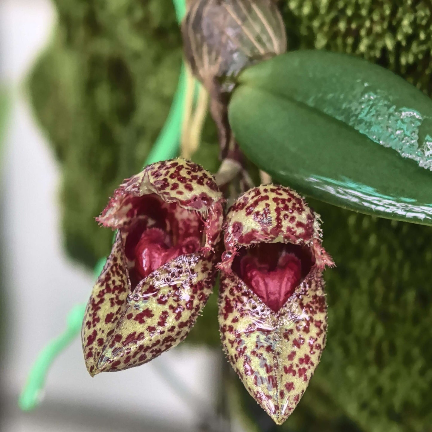 Bulbophyllum bootanoides is a mini-miniature orchid native to Vietnam and Thailand. It thrives in evergreen lowland forests at elevations around 1,450–1,500 meters (approximately 4,750–4,900 feet). This epiphytic orchid thrives in cool to warm conditions, making it well-suited for terrariums where temperature and humidity can be carefully controlled.