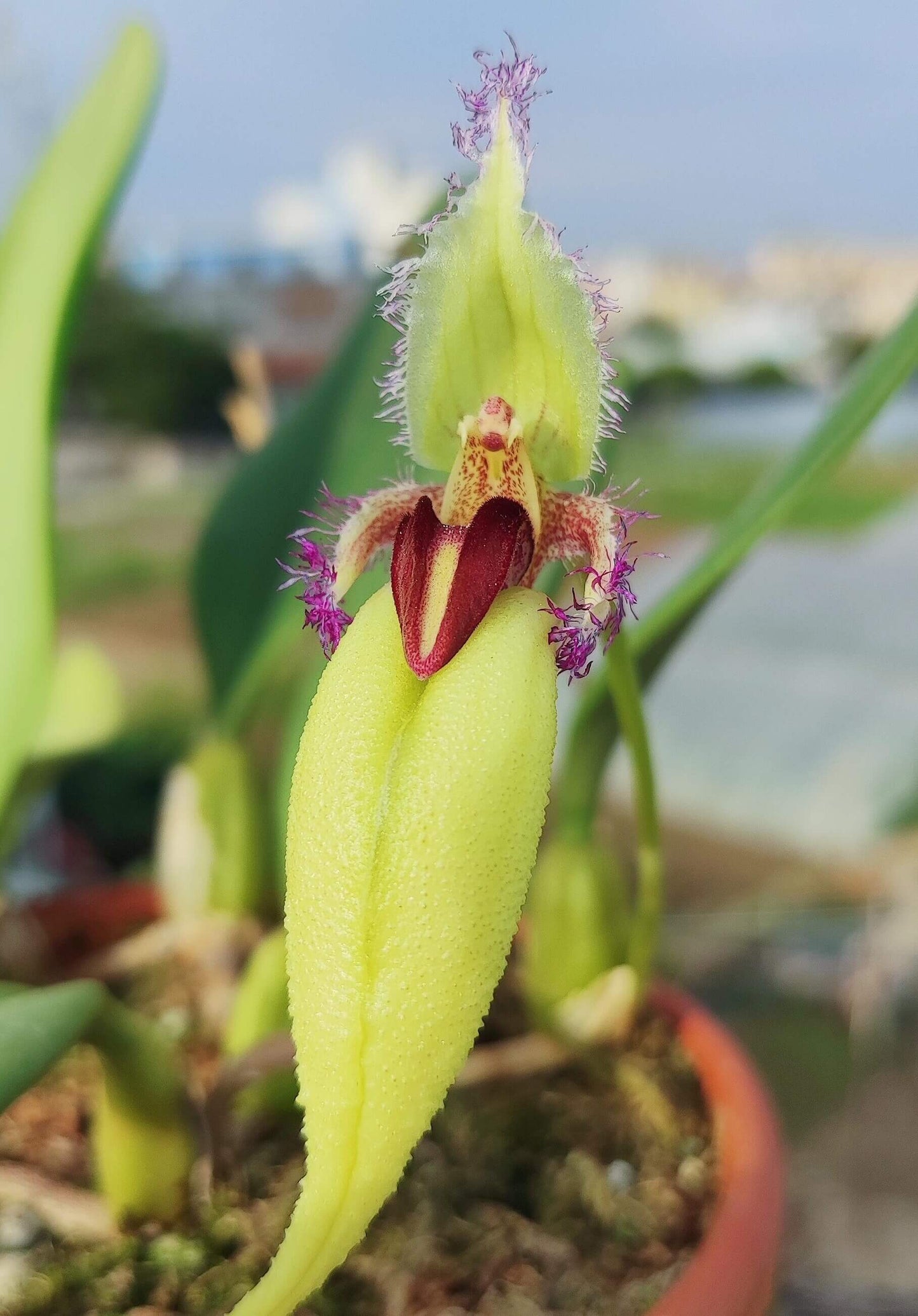 Bulbophyllum fascinator var. semi-alba is a captivating miniature orchid known for its unique floral morphology and vibrant coloration. This variety is a color morph of the species Bulbophyllum fascinator, distinguished by its pale green to nearly white sepals and a contrasting red lip.