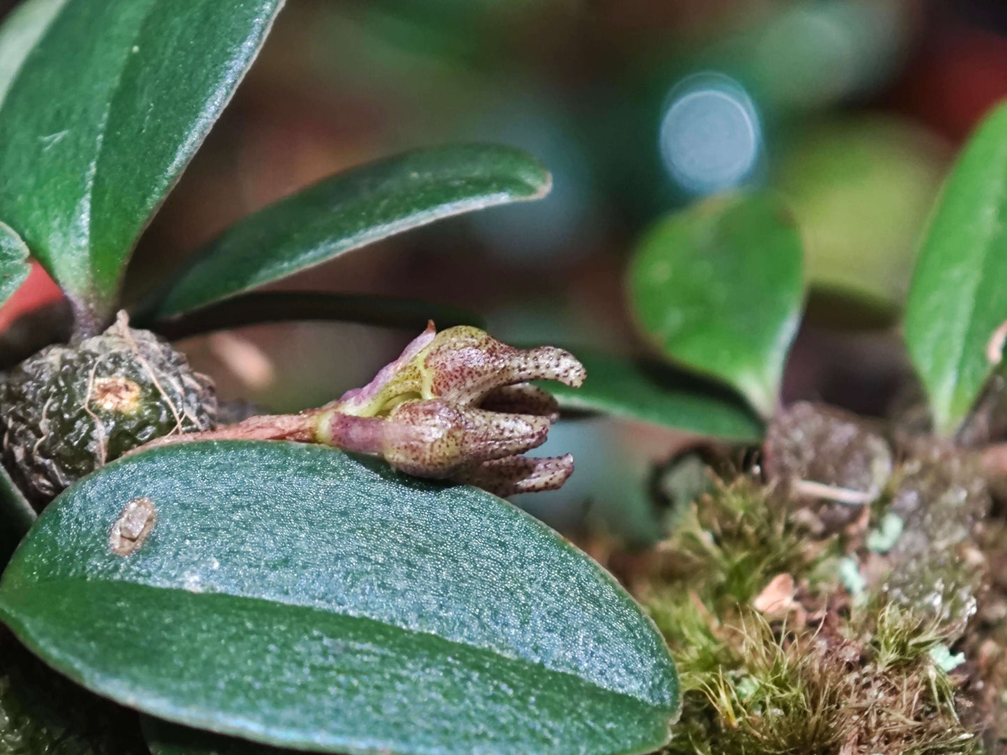 Bulbophyllum jingdongense is a species of orchid belonging to the Cirrhopetalum alliance within the Bulbophyllum genus. It was formally introduced in 2017 and is native to the subtropical regions of southern China and central Laos. This orchid is very small, making it perfect for terrariums where space and humidity can be carefully controlled.
