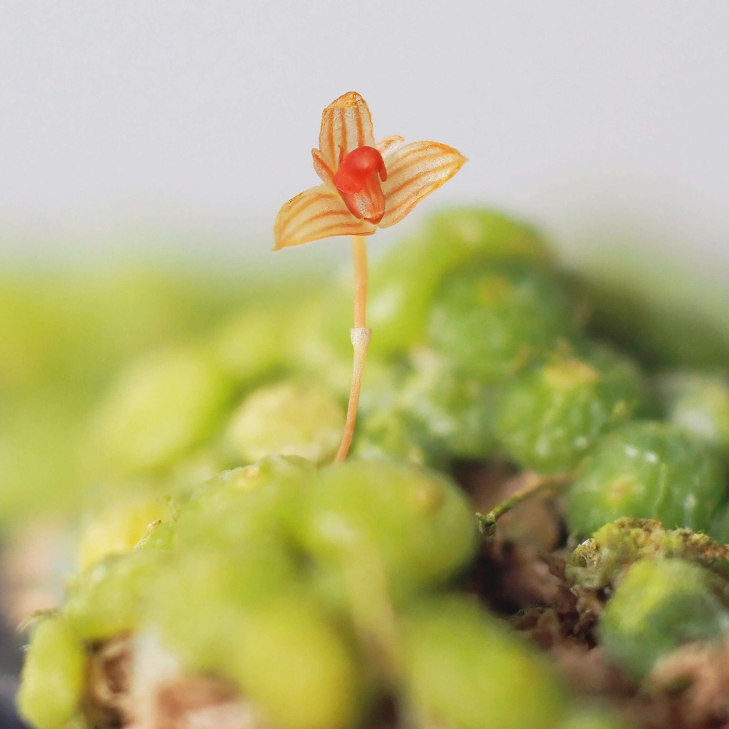 Bulbophyllum moniliforme is a captivating miniature orchid species known for its unique, bead-like pseudobulbs and delicate blooms. Native to Southeast Asia, particularly Thailand, this orchid thrives in warm, humid environments and is ideal for terrariums or mounted cultivation.