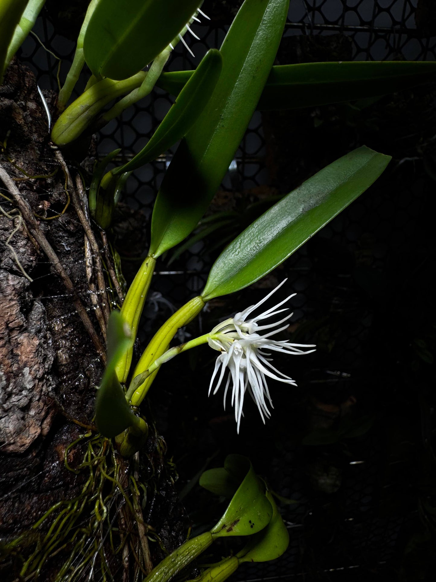 Bulbophyllum odoratissimum is a miniature orchid species renowned for its delightful fragrance, a rare feature within the Bulbophyllum genus. Native to Southeast Asia, it can be found in regions such as India, Nepal, Bhutan, Myanmar, Laos, Vietnam, Thailand, and southern China.
