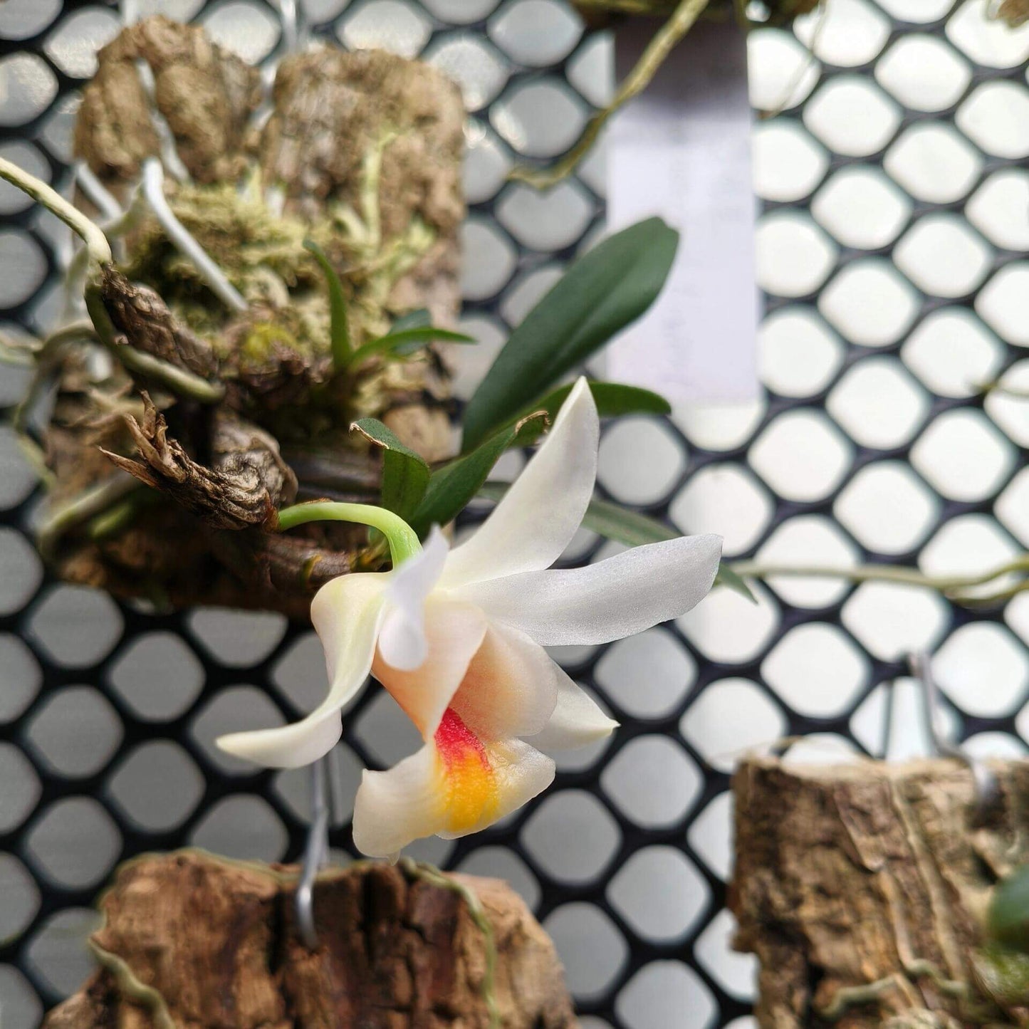 Dendrobium christyanum is a miniature epiphytic orchid native to the highland cloud forests of northern Vietnam, northern Thailand, and southwestern China. It thrives at elevations between 800 and 1,600 meters (2,600 to 5,200 feet), where it experiences cool, humid conditions, making it well-suited for cultivation in terrariums where temperature and humidity can be carefully managed.