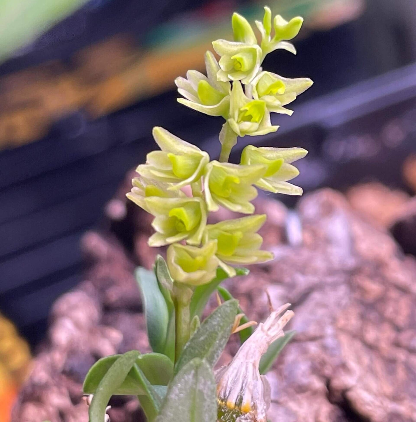 Dendrobium perpaulum is a miniature epiphytic orchid species native to Thailand. It was formally described by Seidenfaden in 1995 and is part of the Dendrobium genus, which encompasses over 1,800 species found across Asia, Australia, and the Pacific Islands.