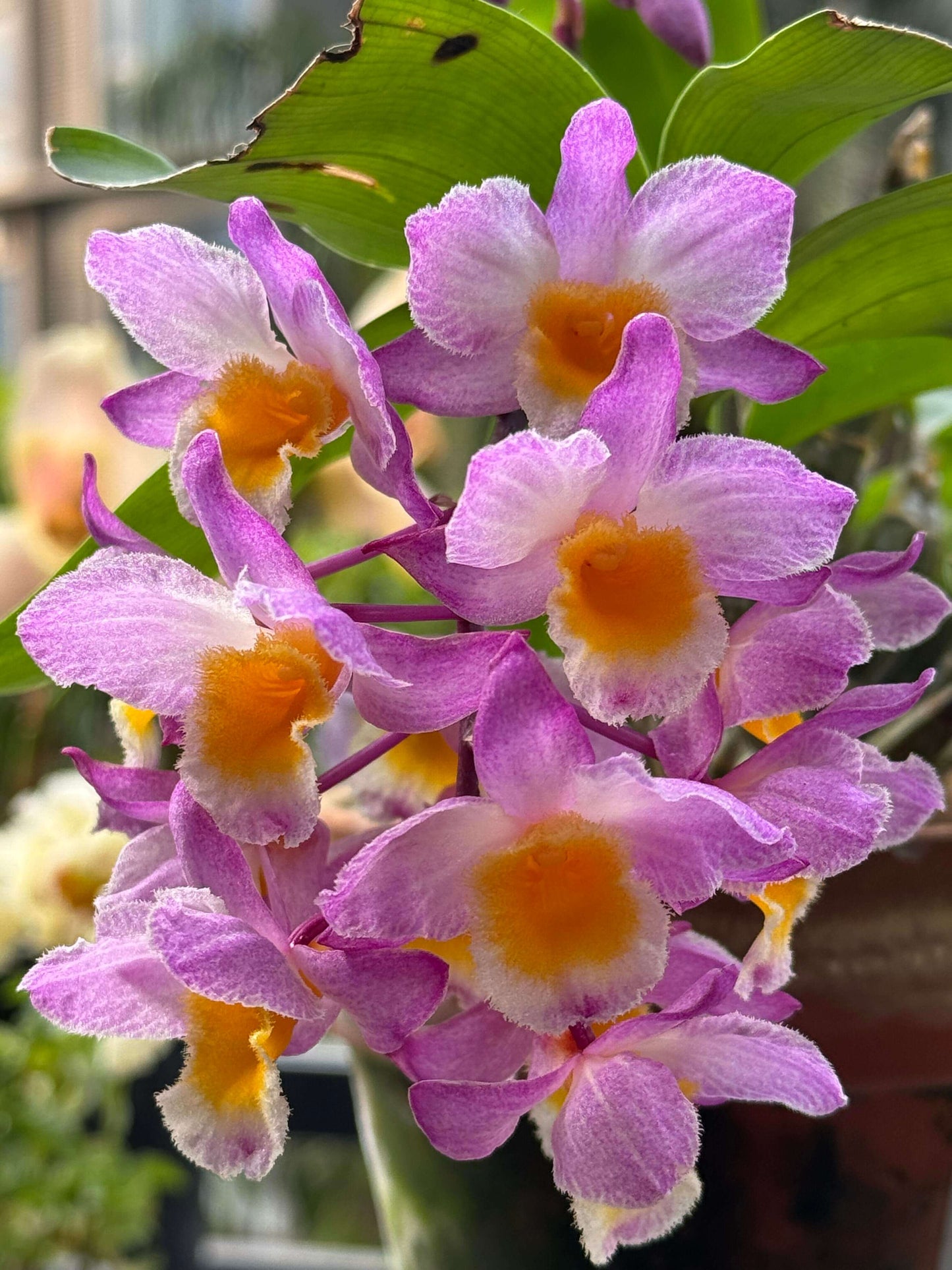 Dendrobium farmeri Pink Form is a captivating orchid variety, renowned for its delicate pink flowers and vibrant yellow lip. The flowers are small and fragrant, arranged in cascading sprays. The petals and sepals feature a soft pink hue, while the lip is bright yellow, often with a white fringe, creating a striking contrast that enhances the overall beauty of the plant.