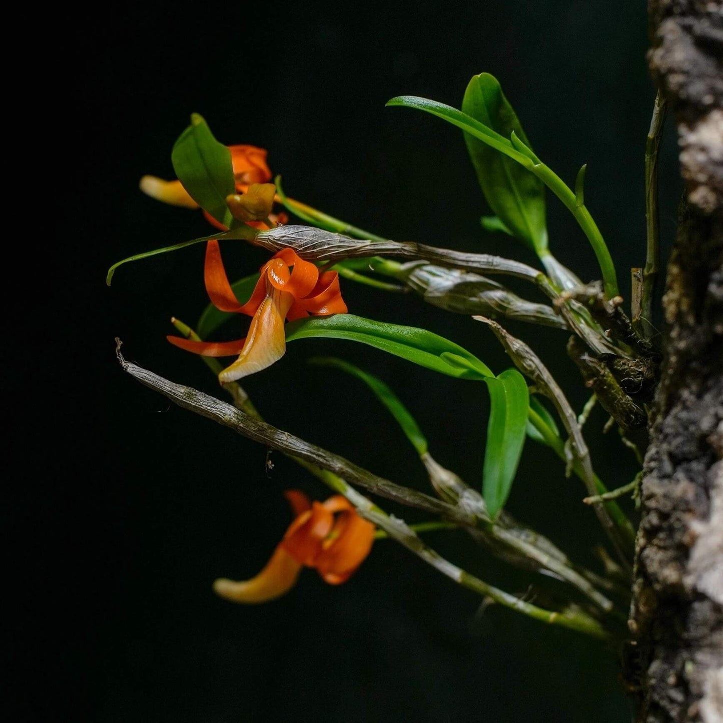 Dendrobium unicum is a captivating miniature orchid species native to Southeast Asia, particularly found in northern Thailand, Laos, and Vietnam. This species is celebrated for its striking orange flowers and distinctive growth habits.