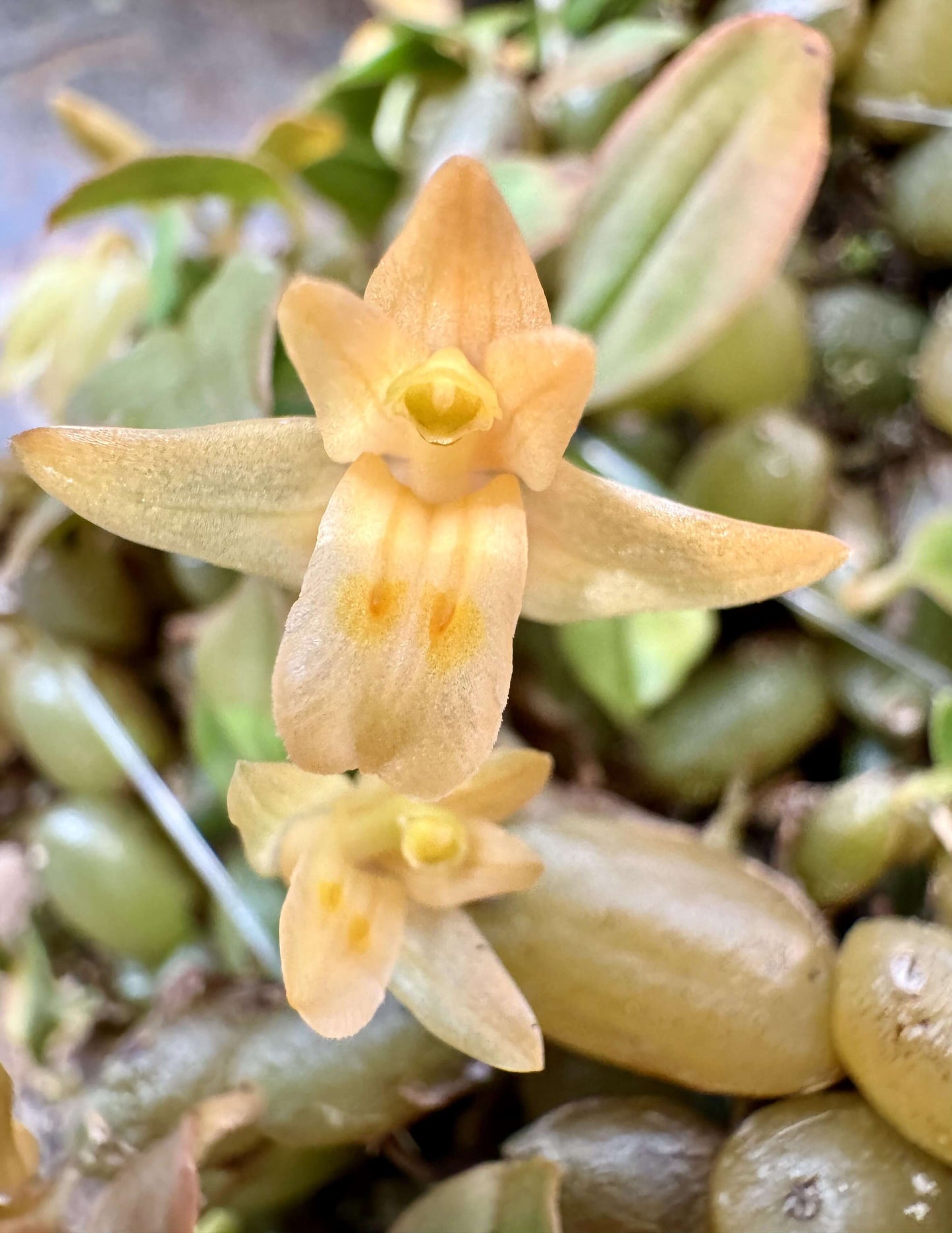 Panisea cavaleriei is a rare and intriguing orchid native to southern China, including regions like Guangxi, Guizhou, Yunnan, and Hainan.