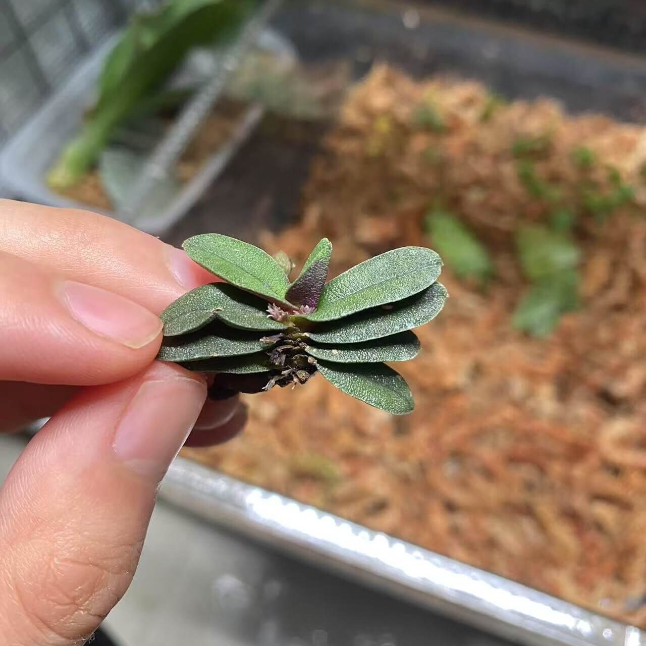 Schoenorchis tixieri is a diminutive and captivating orchid species native to southern Yunnan province in China and central Laos. This orchid is very small, making it perfect for terrariums where space and humidity can be carefully controlled.