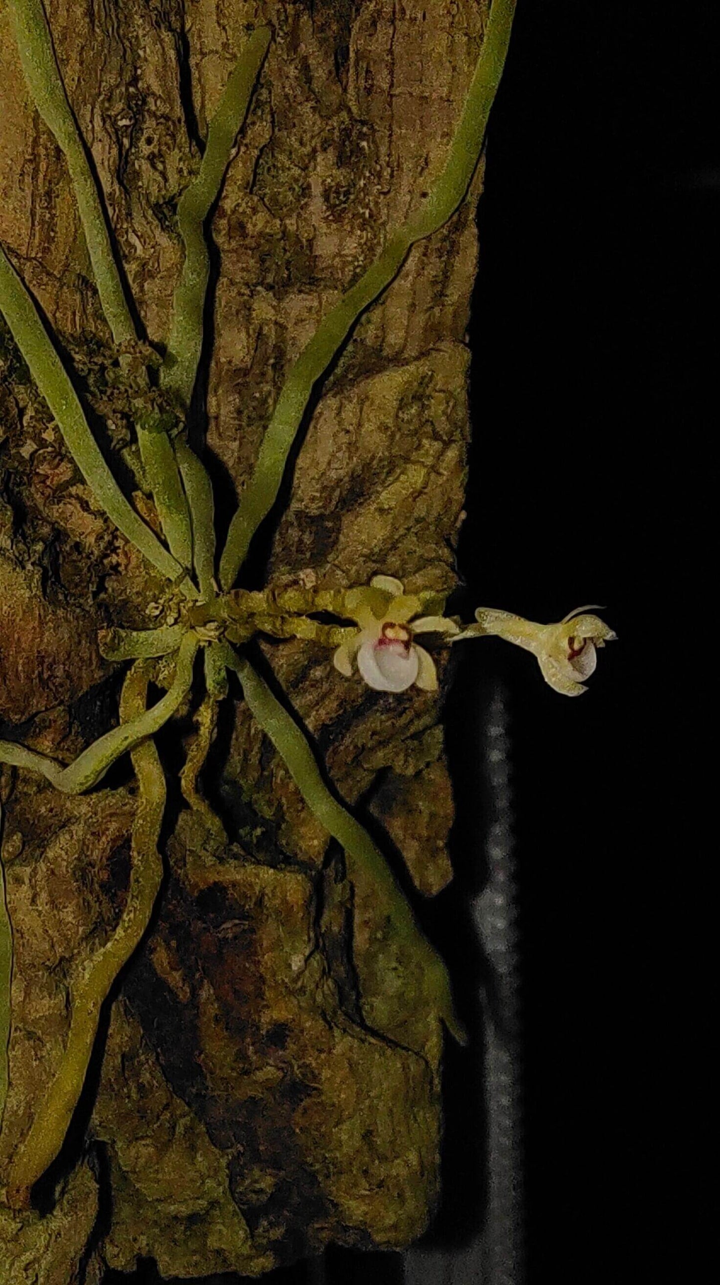 Taeniophyllum biocellatum is a rare and fascinating leafless orchid native to Java, Indonesia. Thriving as an epiphyte in tropical forests at elevations between 300 and 1,000 meters, this miniature orchid is known for its unique appearance and specific care requirements. Due to its sensitivity to environmental conditions, it is well-suited for terrariums, where humidity and temperature can be carefully controlled to replicate its natural habitat.