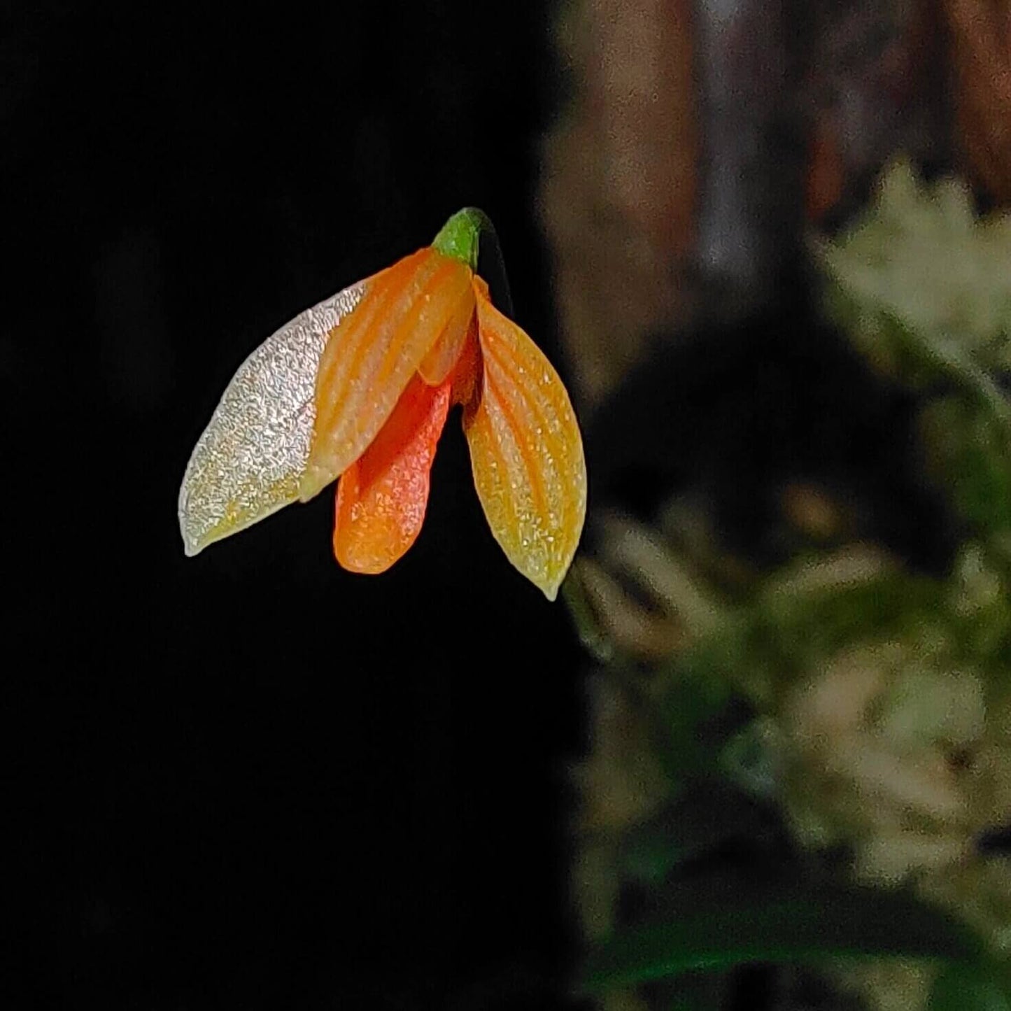 Bulbophyllum didymotropis is a rare and captivating miniature orchid species native to the subtropical highlands of Yunnan, China, and northern Vietnam. It thrives in cool, humid environments at elevations between 1400 and 1600 meters above sea level, making it well-suited for terrariums.