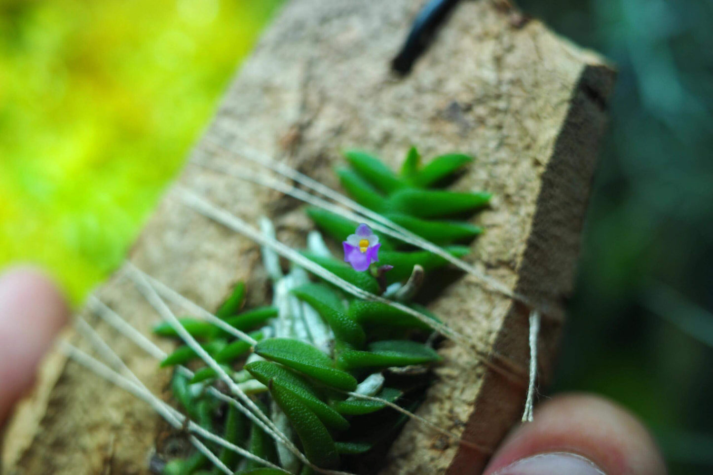 Schoenorchis scolopendria is a micro-miniature epiphytic orchid native to Vietnam, renowned for its unique, centipede-like foliage and vibrant pink flowers. This species is a favorite among orchid enthusiasts and terrarium growers due to its compact size and distinctive appearance.